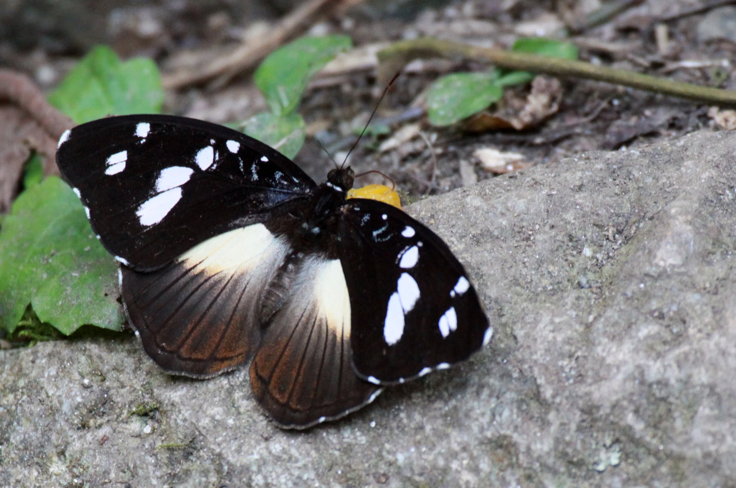 Nymphalidae - Hypolimnas anthedon - Rwenzori NP, Uganda 