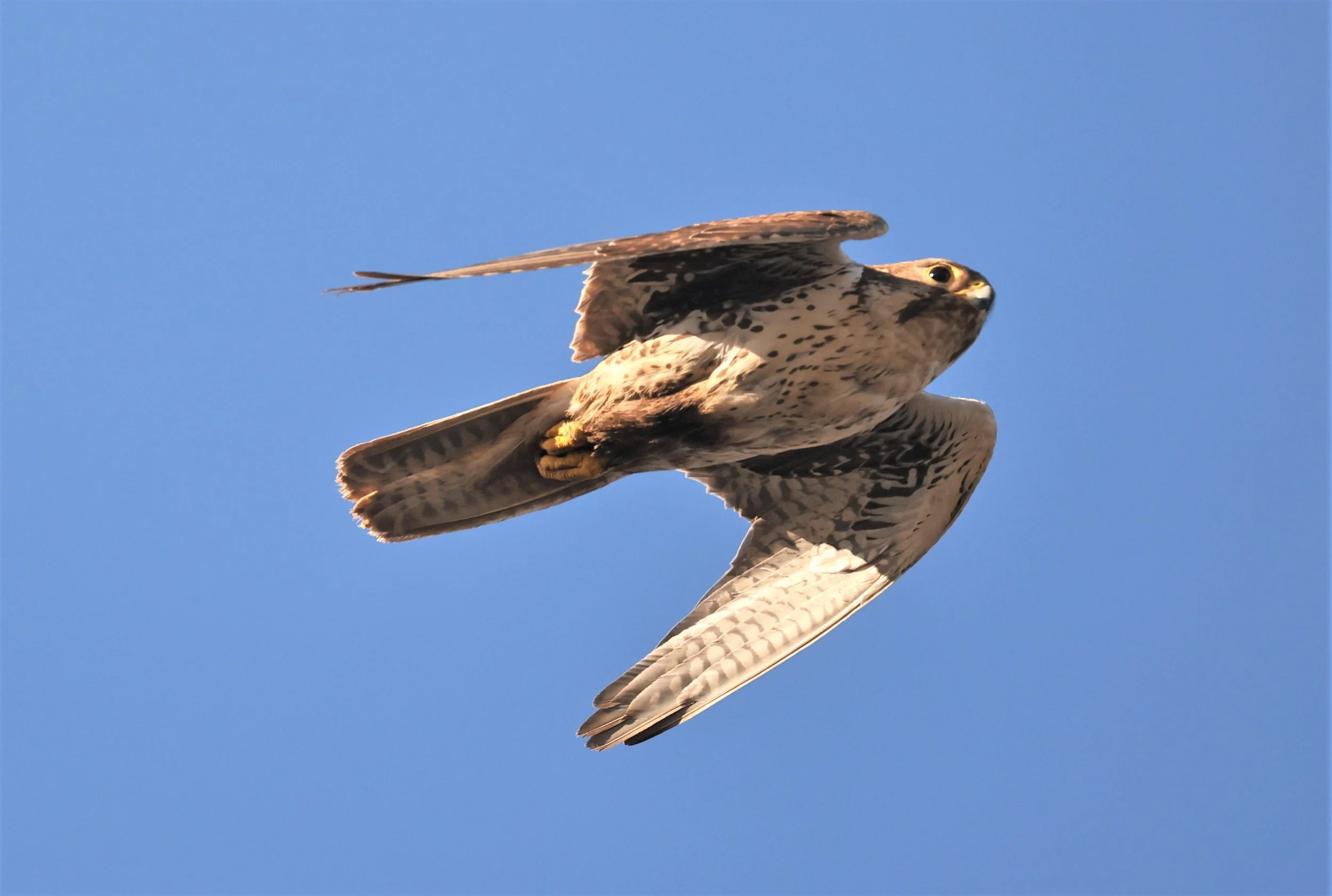 Falco mexicanus - PRAIRIE FALCON - MORLEY NELSON SNAKE RIVER BIRDS OF PREY NRA (51).jpg