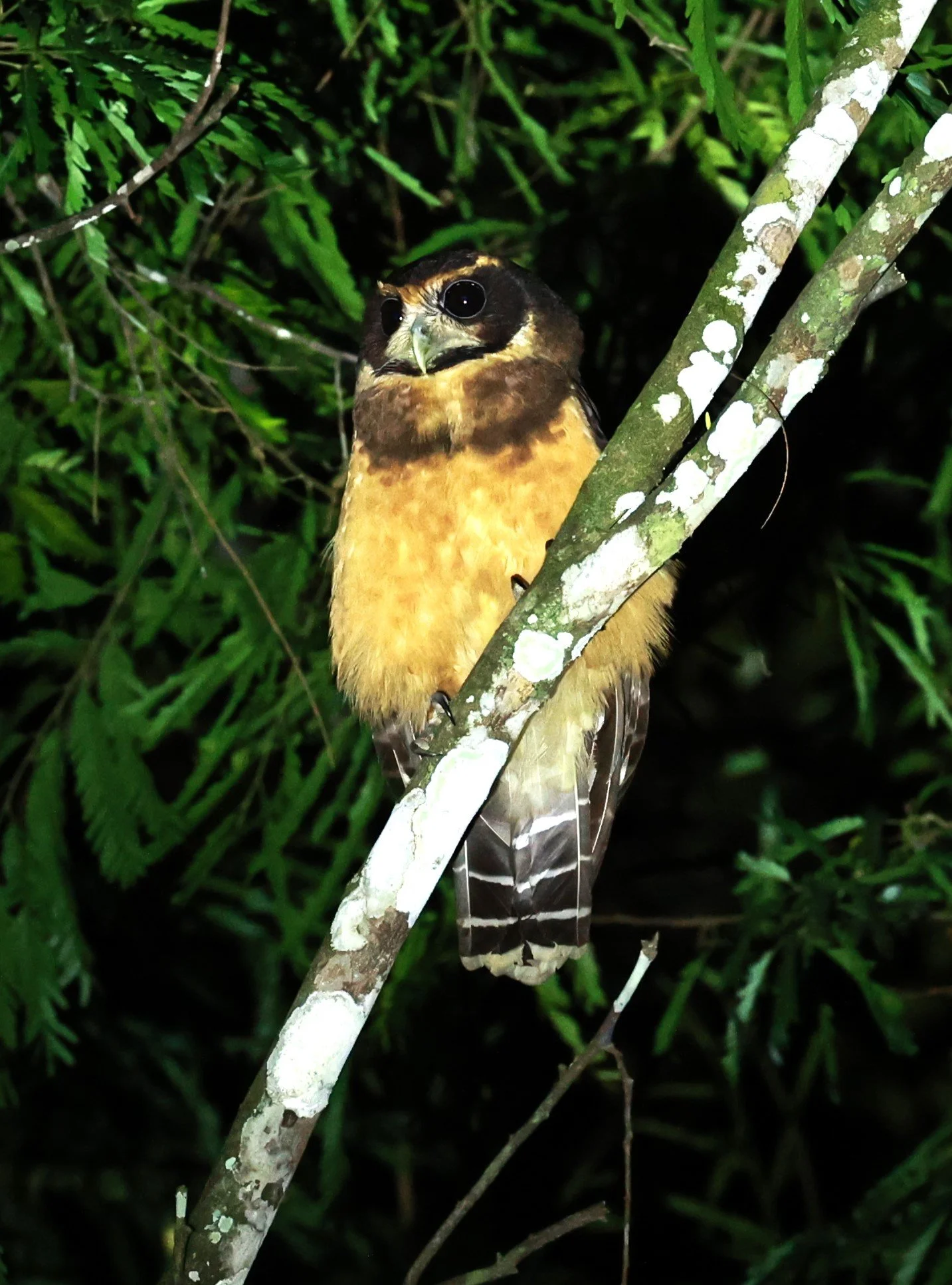 Owl - Tawny-browed Owl - Pulsatrix koeniswaldiana - Rio Doce State Park, Minas Gerais, Brazil (8).JPG