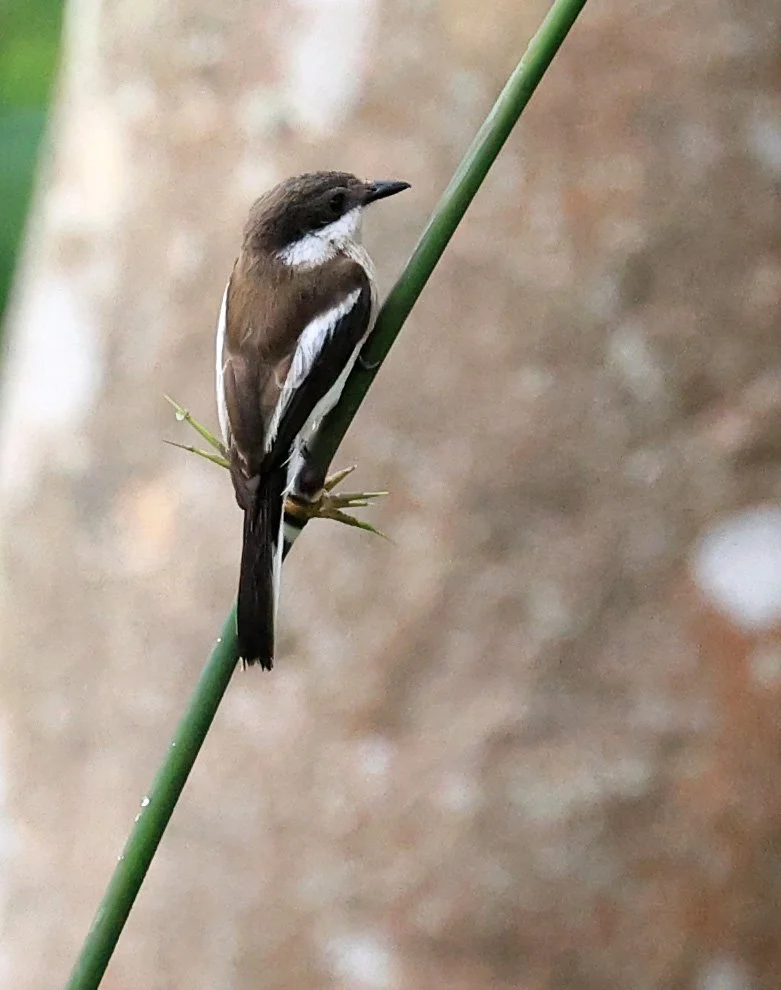 Bar-winged Flycatcher-shrike (Hemipus picatus)