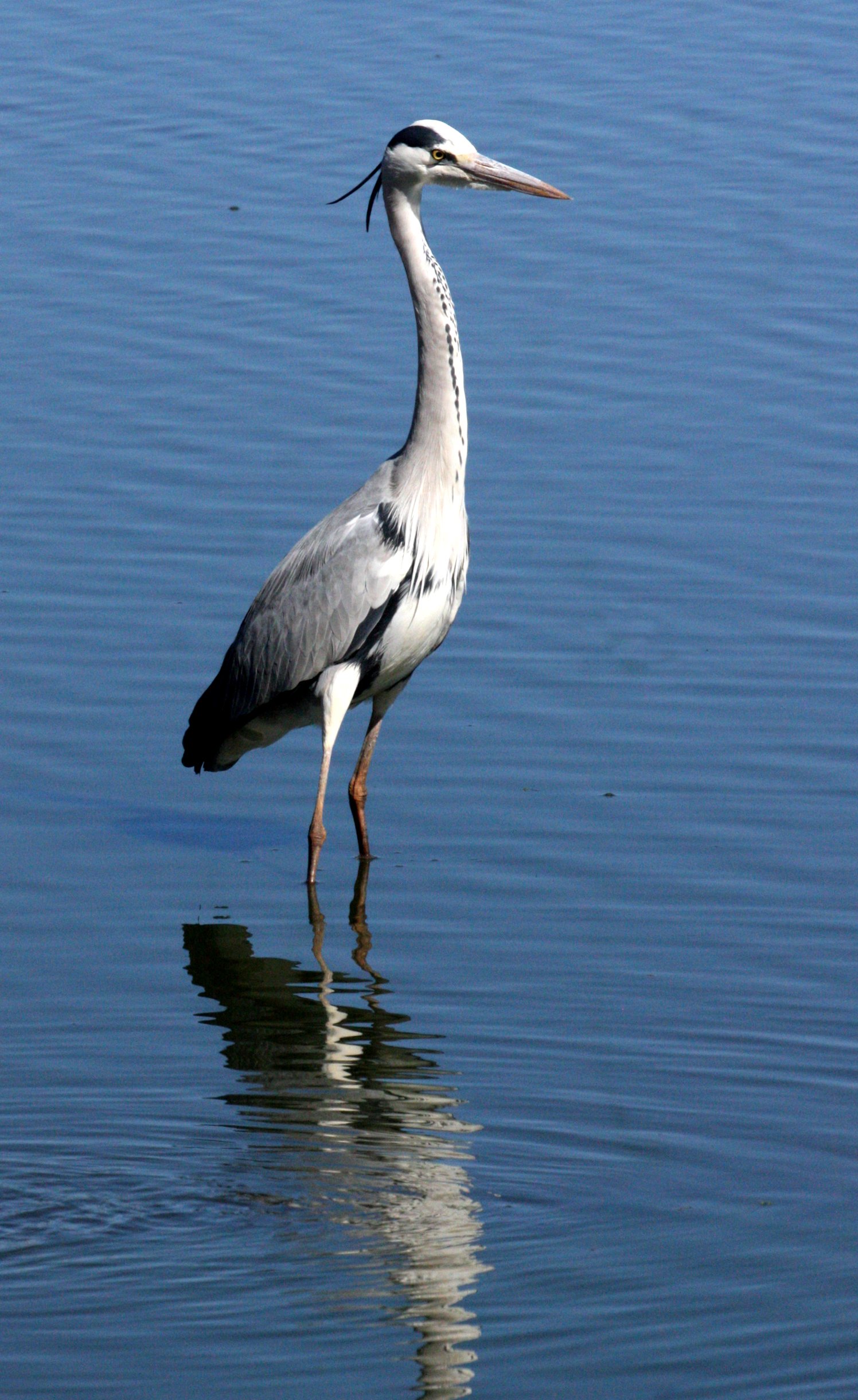 HERON - GREY HERON - Ardea cinerea - KRUGER NATIONAL PARK SOUTH AFRICA (29).JPG