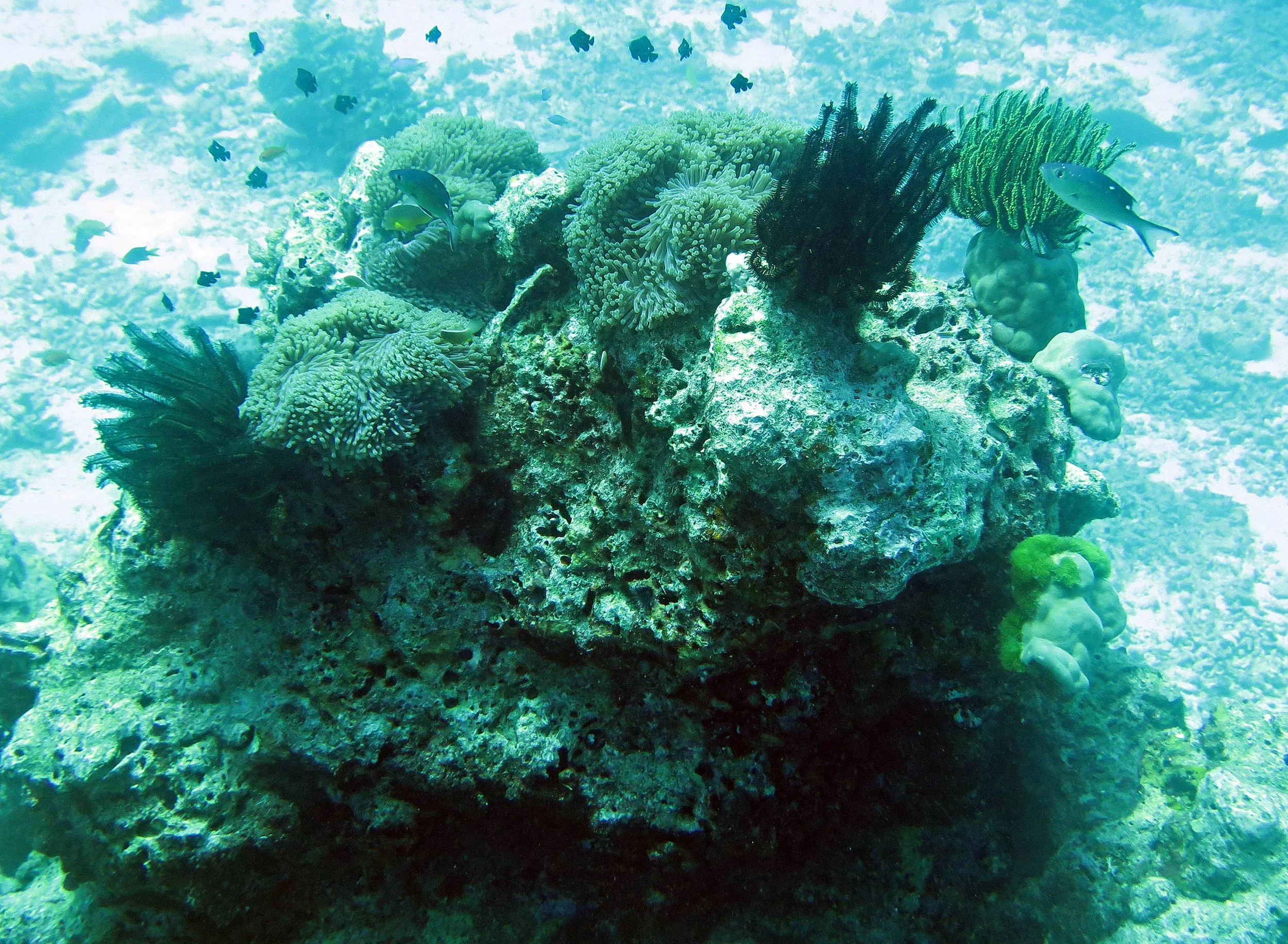 2014 Similan Islands Marine Park Thailand ISB Dive Trip (7).JPG