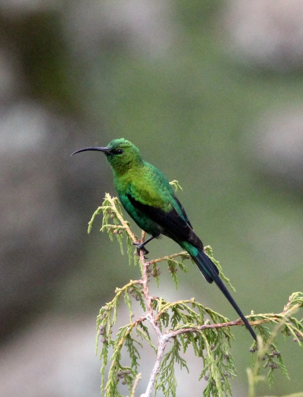 BIRD - SUNBIRD - MALACHITE SUNBIRD - BALE MOUNTAINS NATIONAL PARK ETHIOPIA (7).JPG