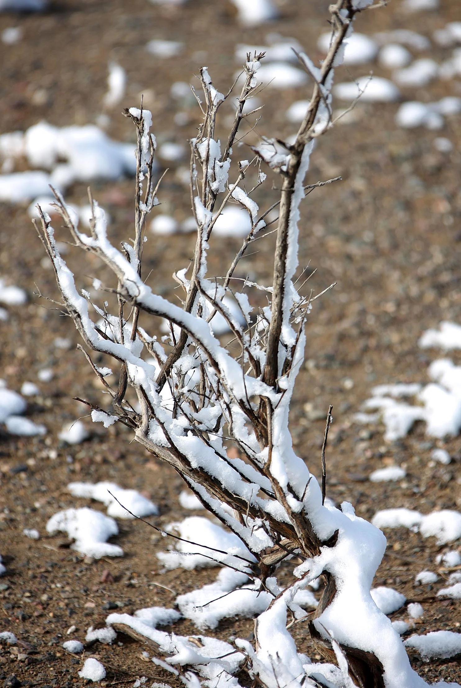 KARAMORI NATIONAL NATURE RESERVE - XINJIANG CHINA (36).JPG