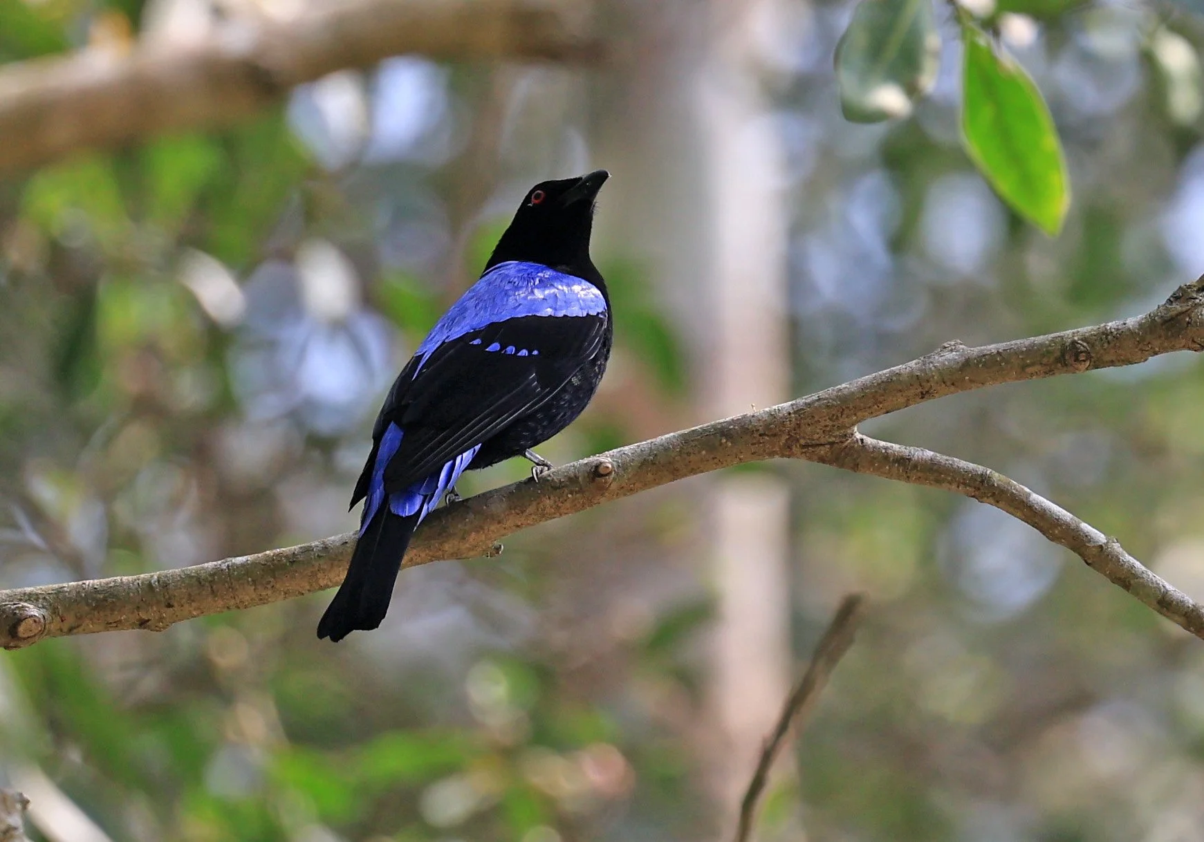 Asian Fairy-bluebird (Irena puella) Khao Yai National Park Feb 2026 Day 2 (28).jpg