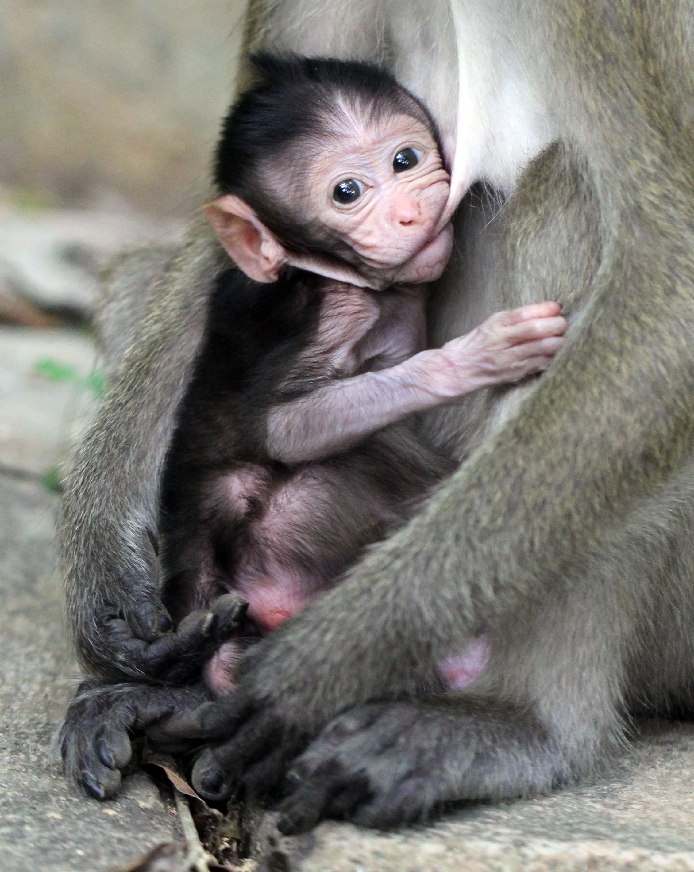 2015 Koh Lanta Songkran Break (13).JPG