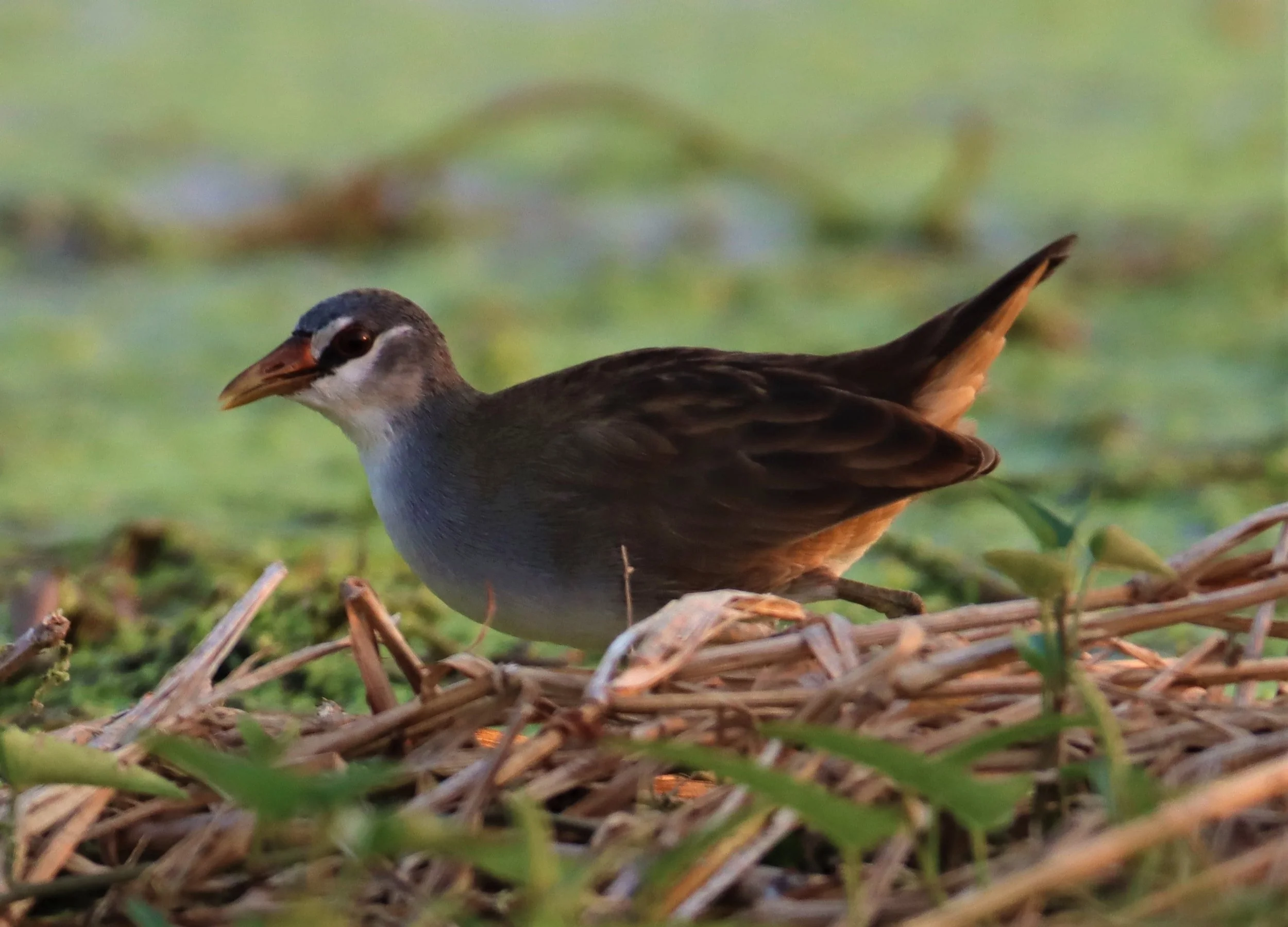 White-browed Crake (Porzana cinerea) Thap Yao Rice Fields Lat Krabang Bangkok (39).jpg