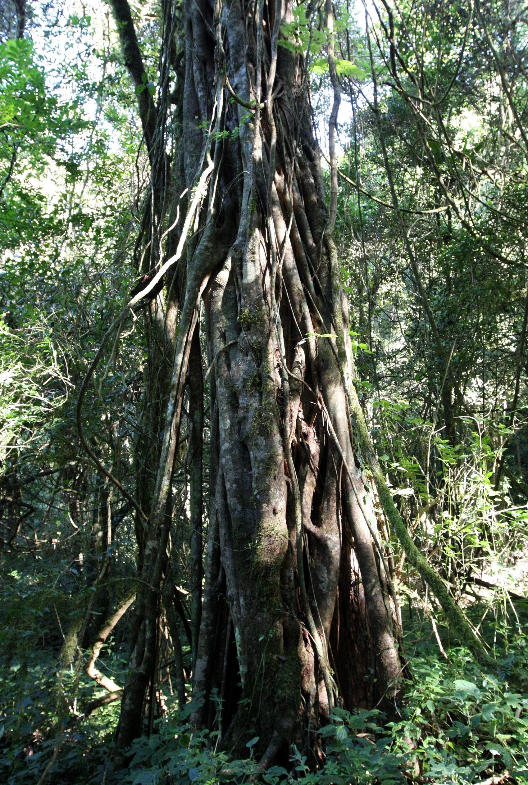 PLANT - FICUS SPECIES - MONTAGNE D'AMBRE NATIONAL PARK .JPG