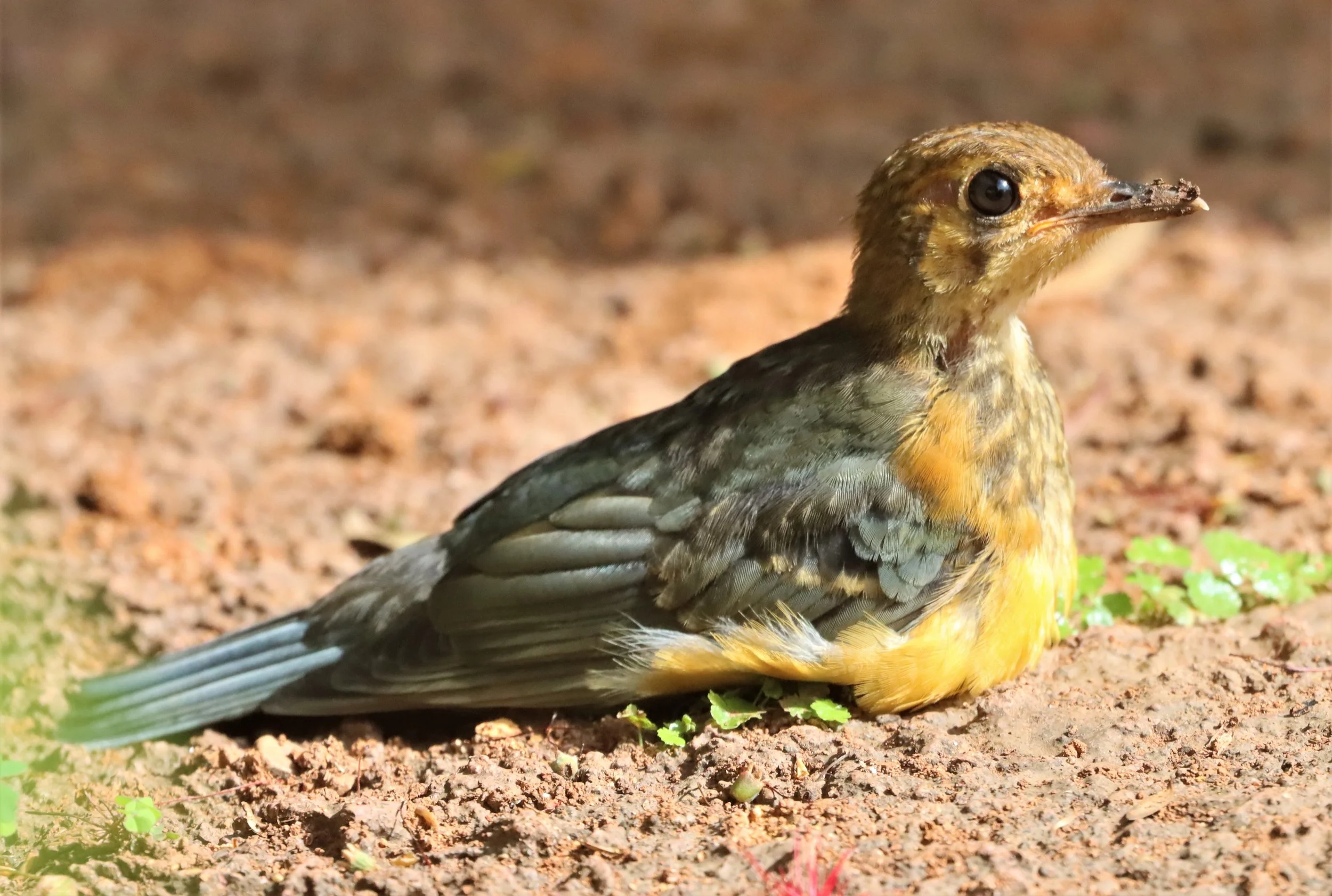 Orange-headed Thrush (Zoothera citrina) Doi Ang Kang Chiang Mai (15).jpg