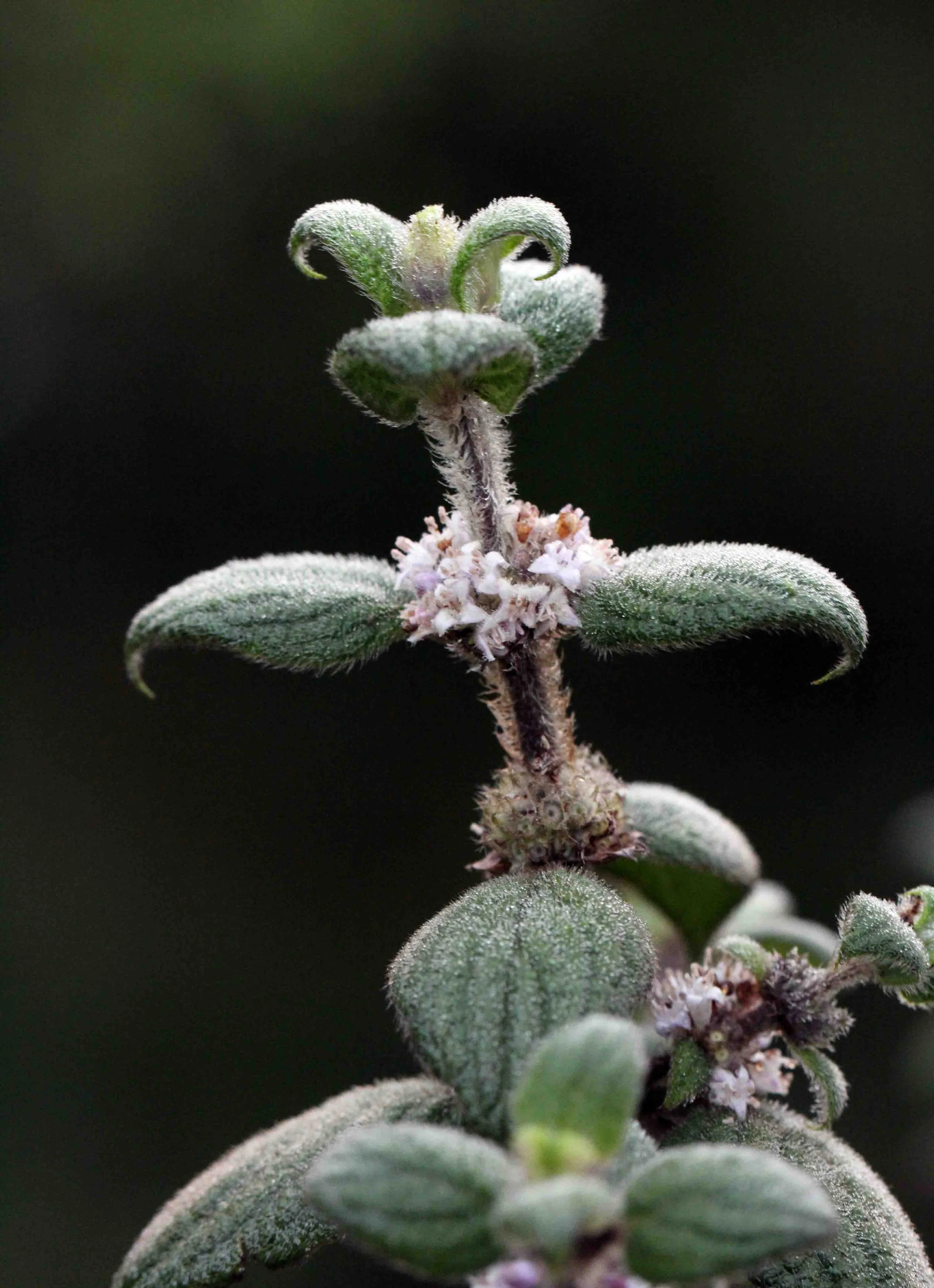 NUWARA ELIYA， HORTON PLAINS NATIONAL PARK,  SRI LANKA (9).JPG