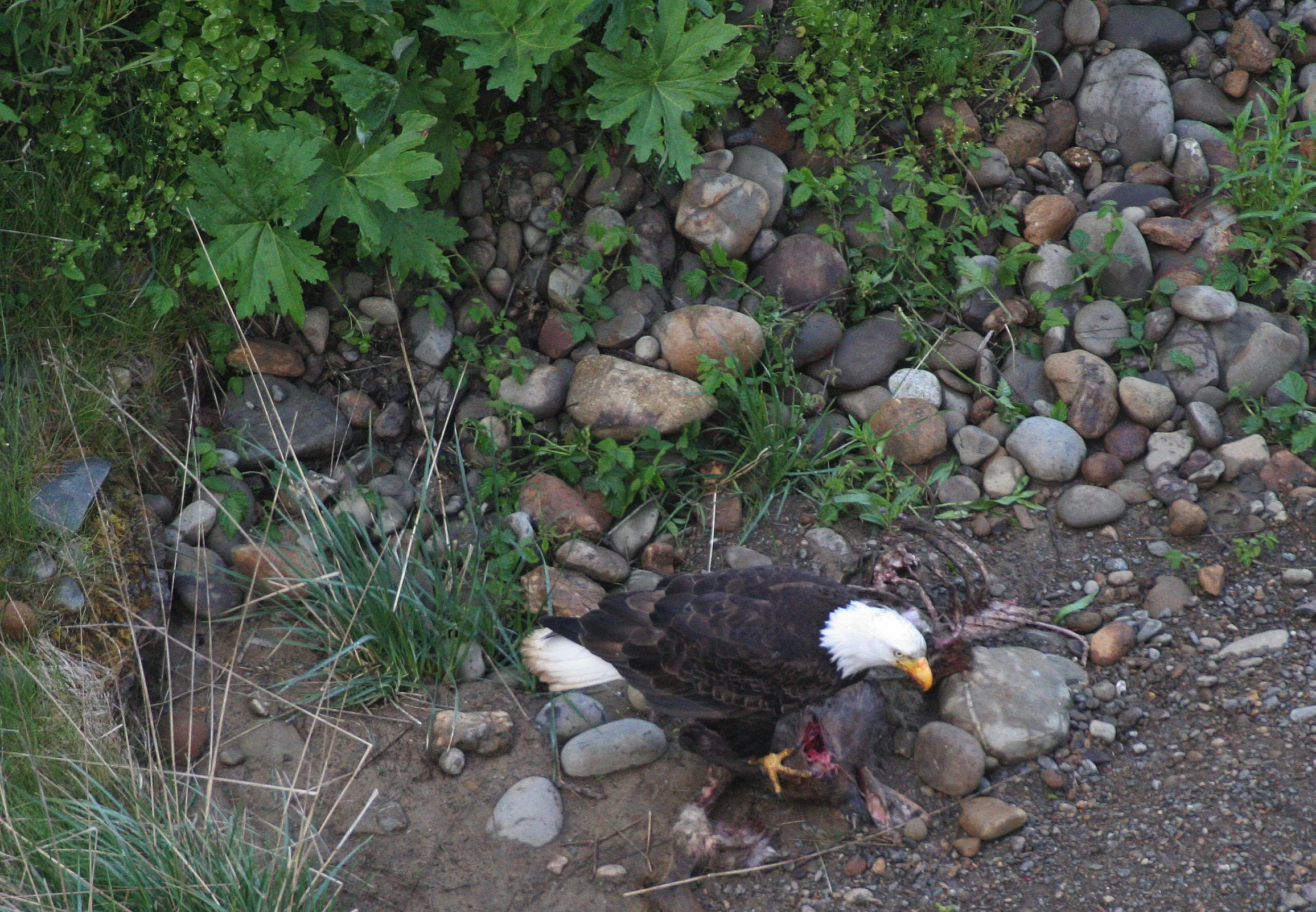 Haliaeetus leucocephalus - AMERICAN BALD EAGLE - LAKE FARM BLUFFS WASHINGTON (238).JPG