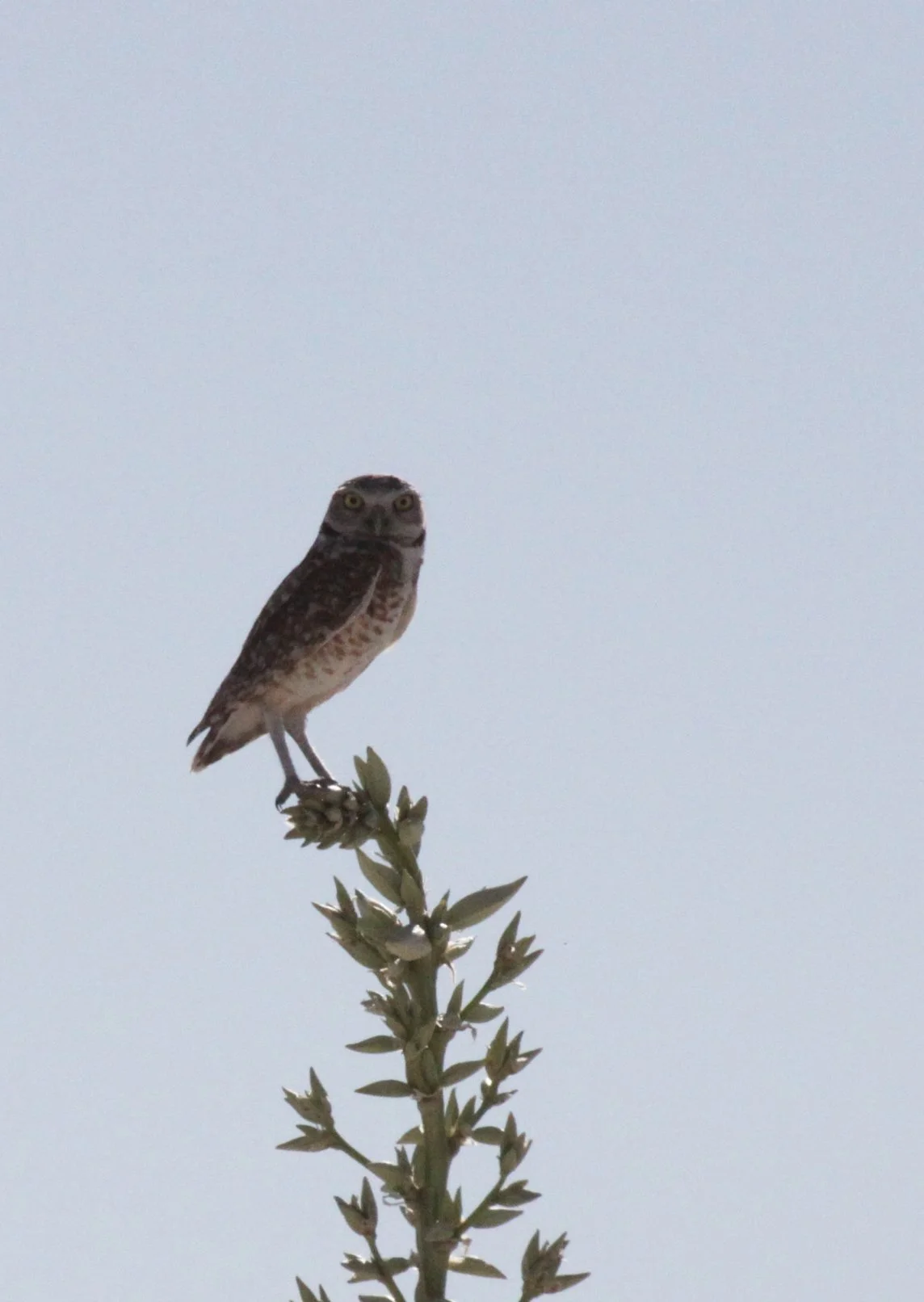 BIRD - OWL - BURROWING OWL - WHITE SANDS NATIONAL MONUMENT NEW MEXICO.JPG