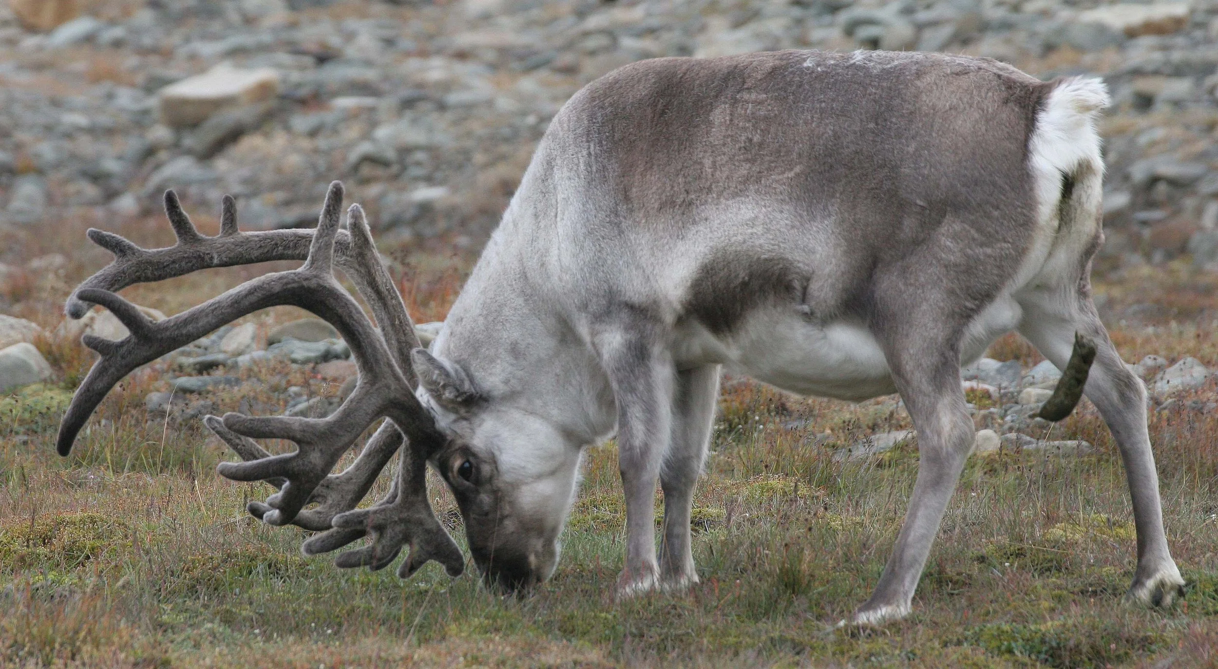 Rangifer tarandus platyrhynchus - SVALBARD CARIBOU (REINDEER) - SVALBARD (33).jpg