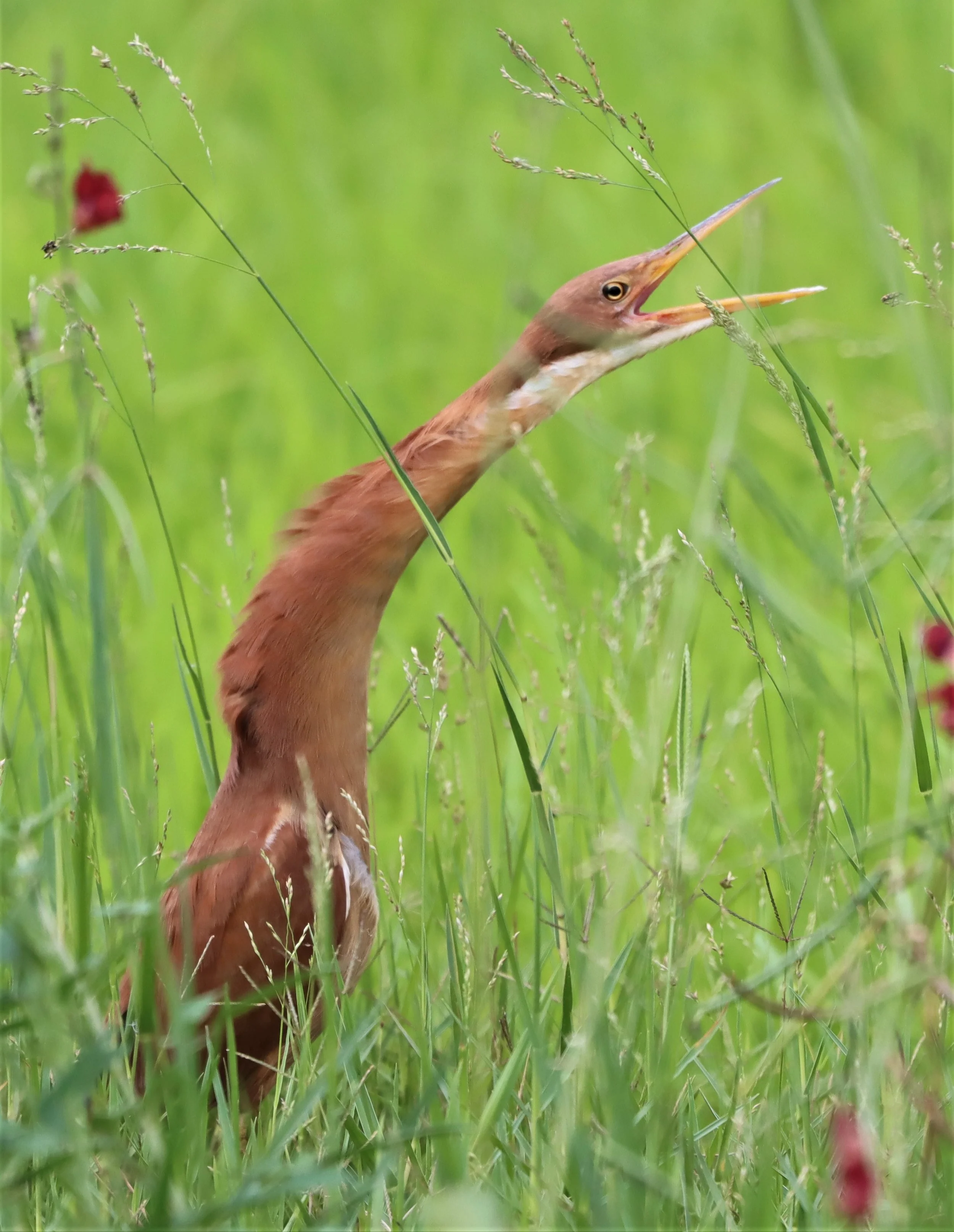 BITTERN - CINNAMON BITTERN (CHESTNUT BITTERN) - Ixobrychus cinnamomeus - BURIRAM HUAI CHORAKHE MAK (85).jpg