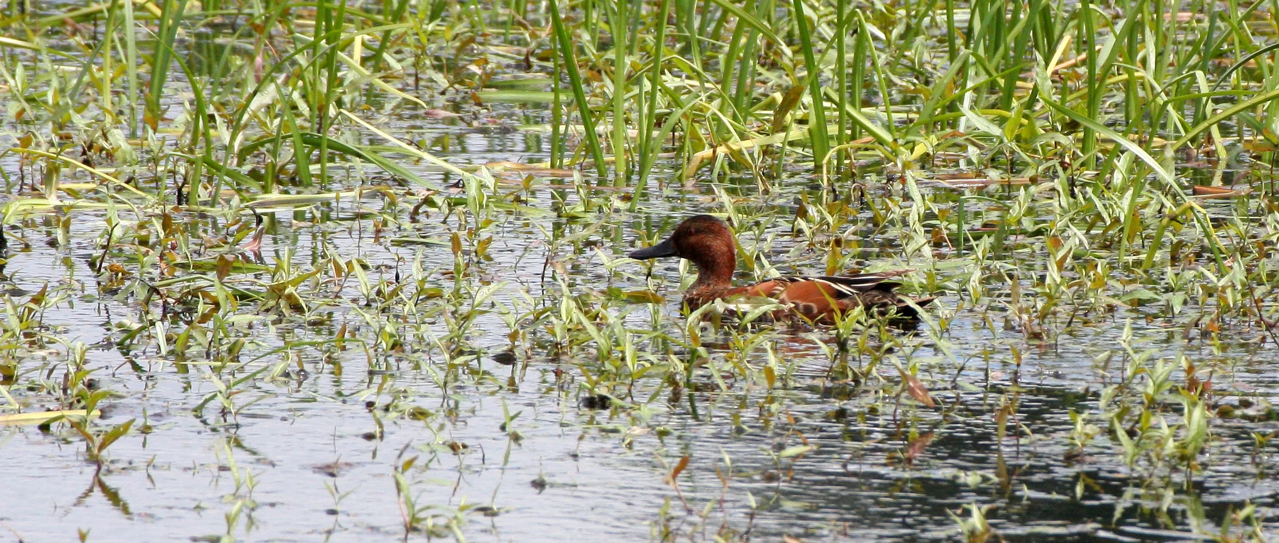 BIRD - DUCK - TEAL - CINNAMON TEAL HYBRID - RIDGEFIELD NWR WA.JPG