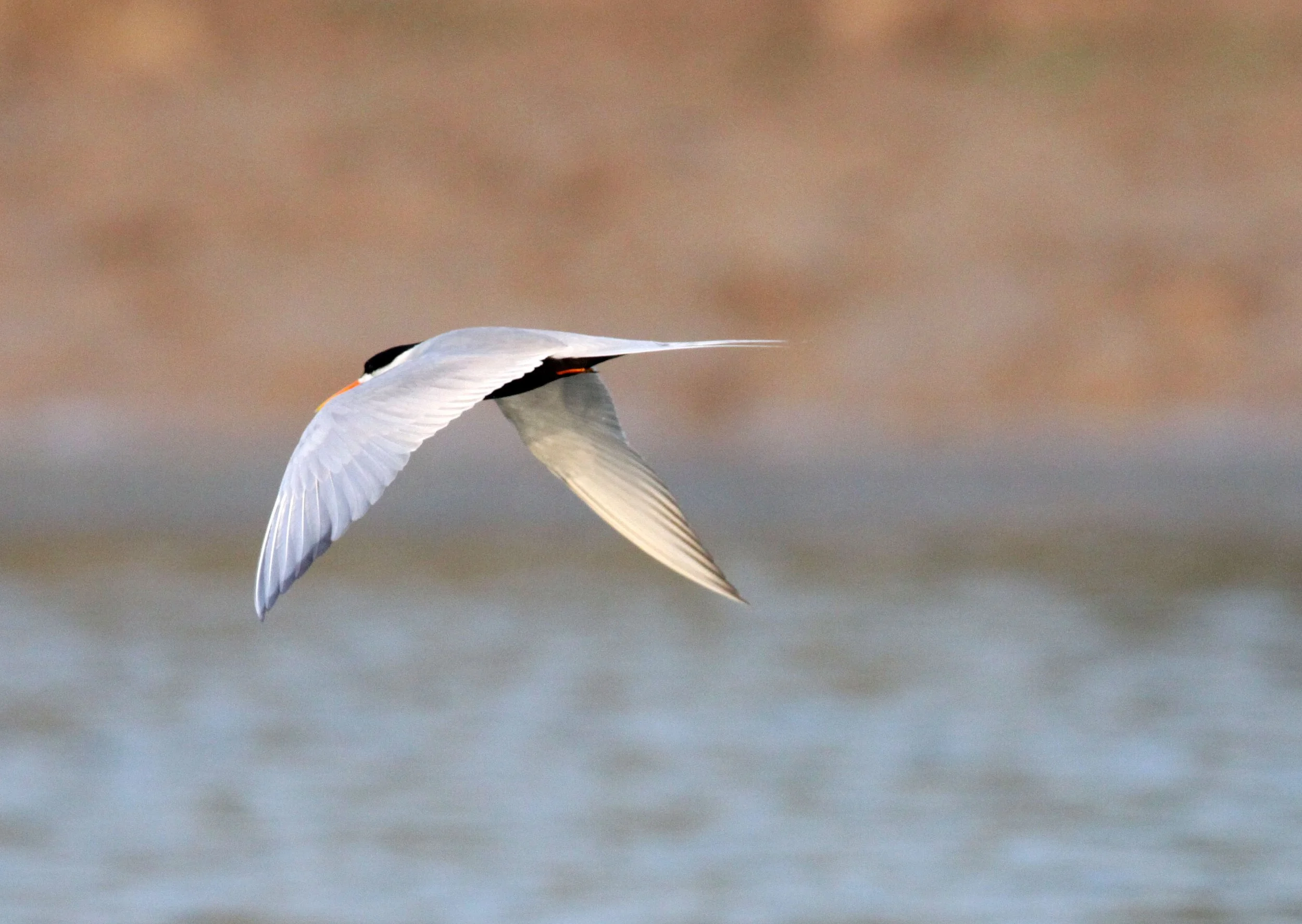 BIRD - TERN - BLACK-BELLIED TERN - CHAMBAL SANCTUARY INDIA (16).JPG