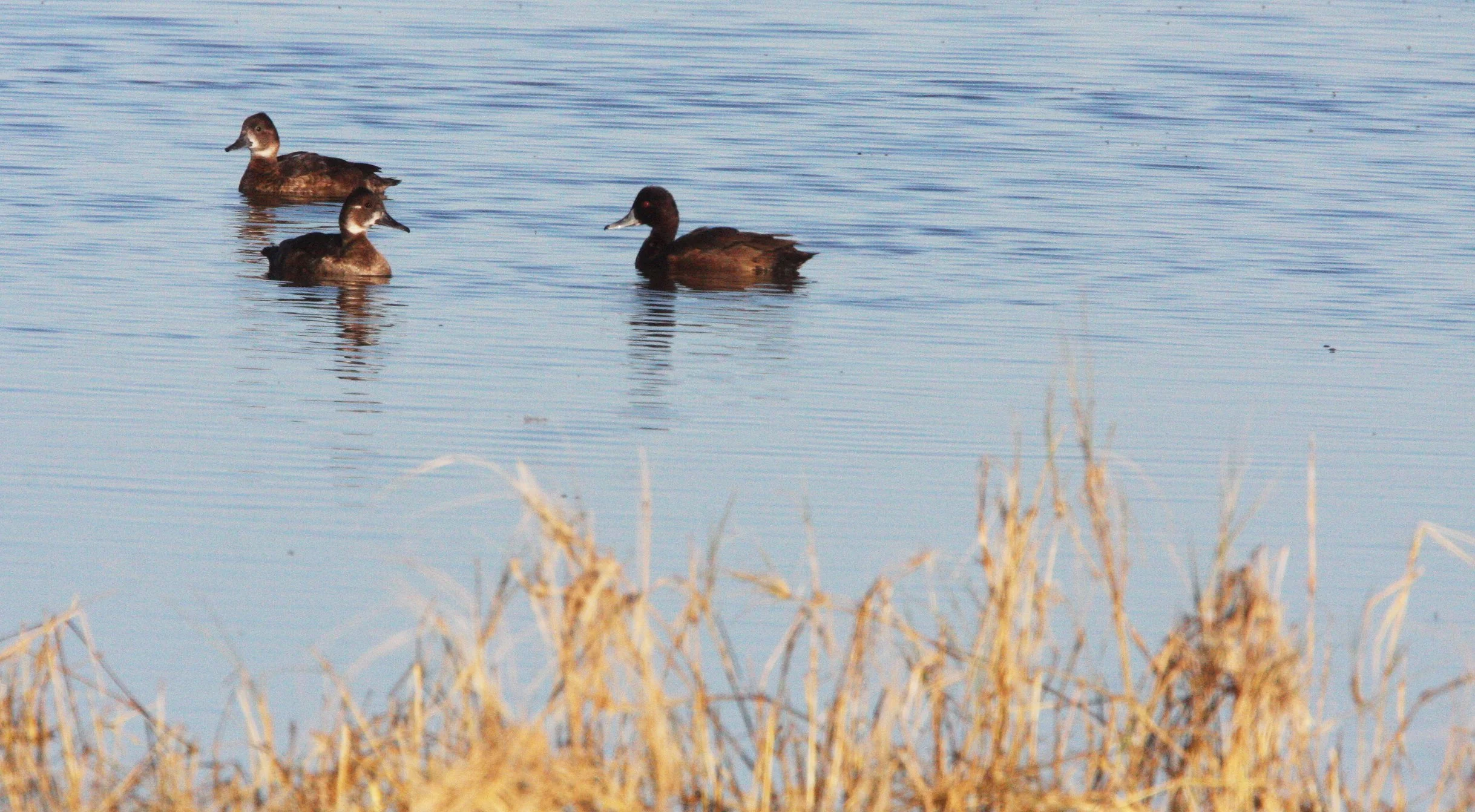 POCHARD - SOUTHERN POCHARD - Netta erythrophthalma - ETOSHA NATIONAL PARK NAMIBIA (3).JPG