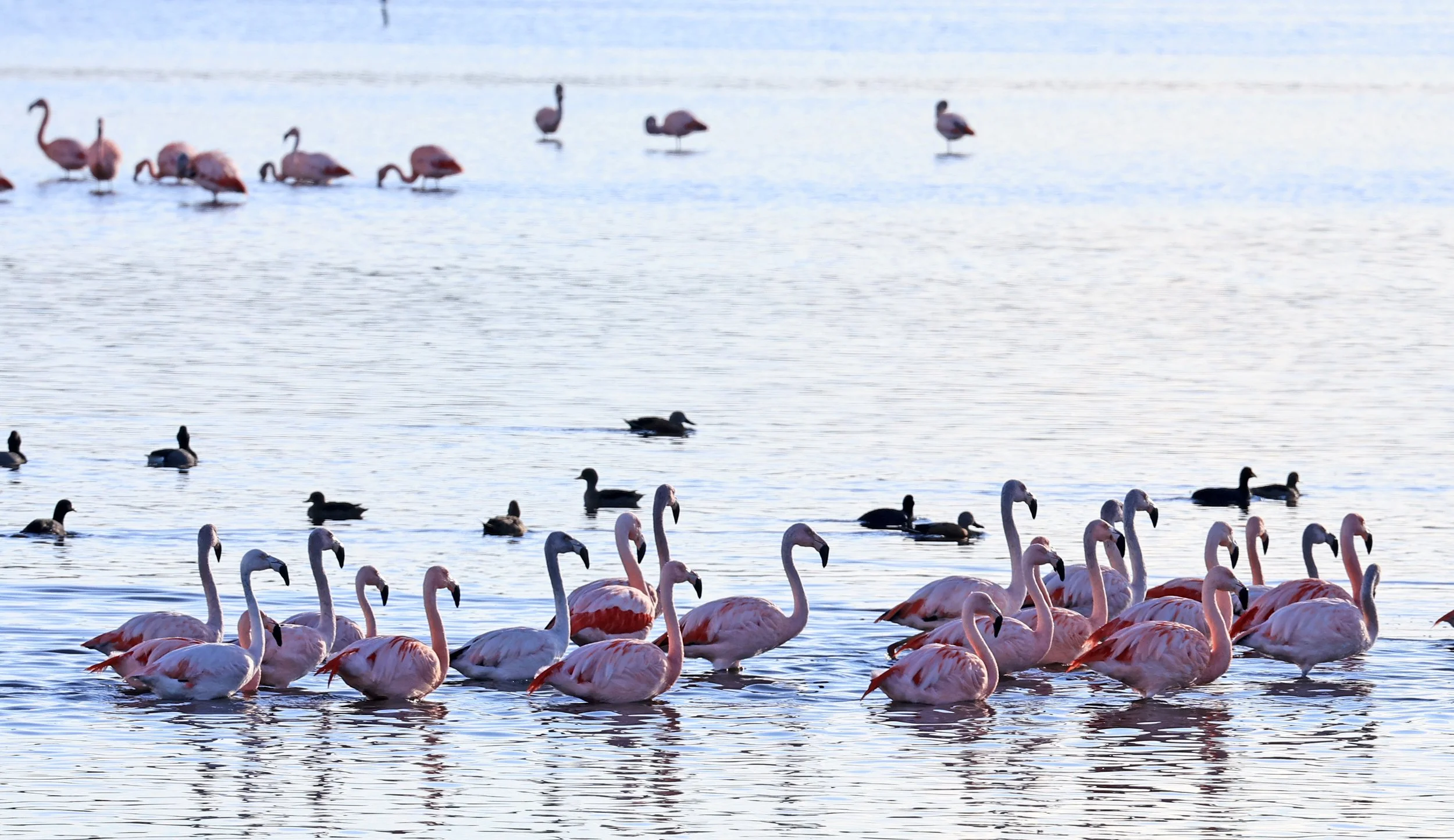 Chilean Flamingo (Phoenicopterus chilensis) Lagunas del Ornitólogo, Trelew Argentina (27).jpg