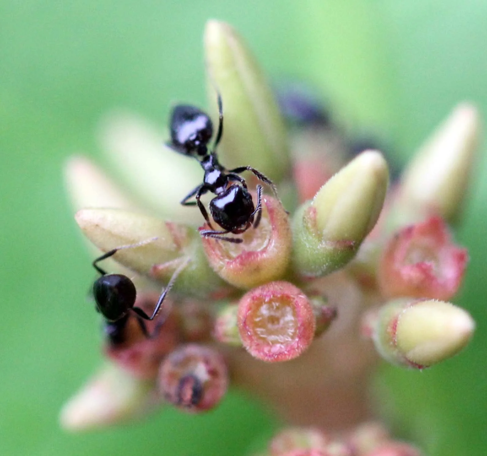 2013 in Nakhonsithammarat and some Krabi with Family (76).JPG