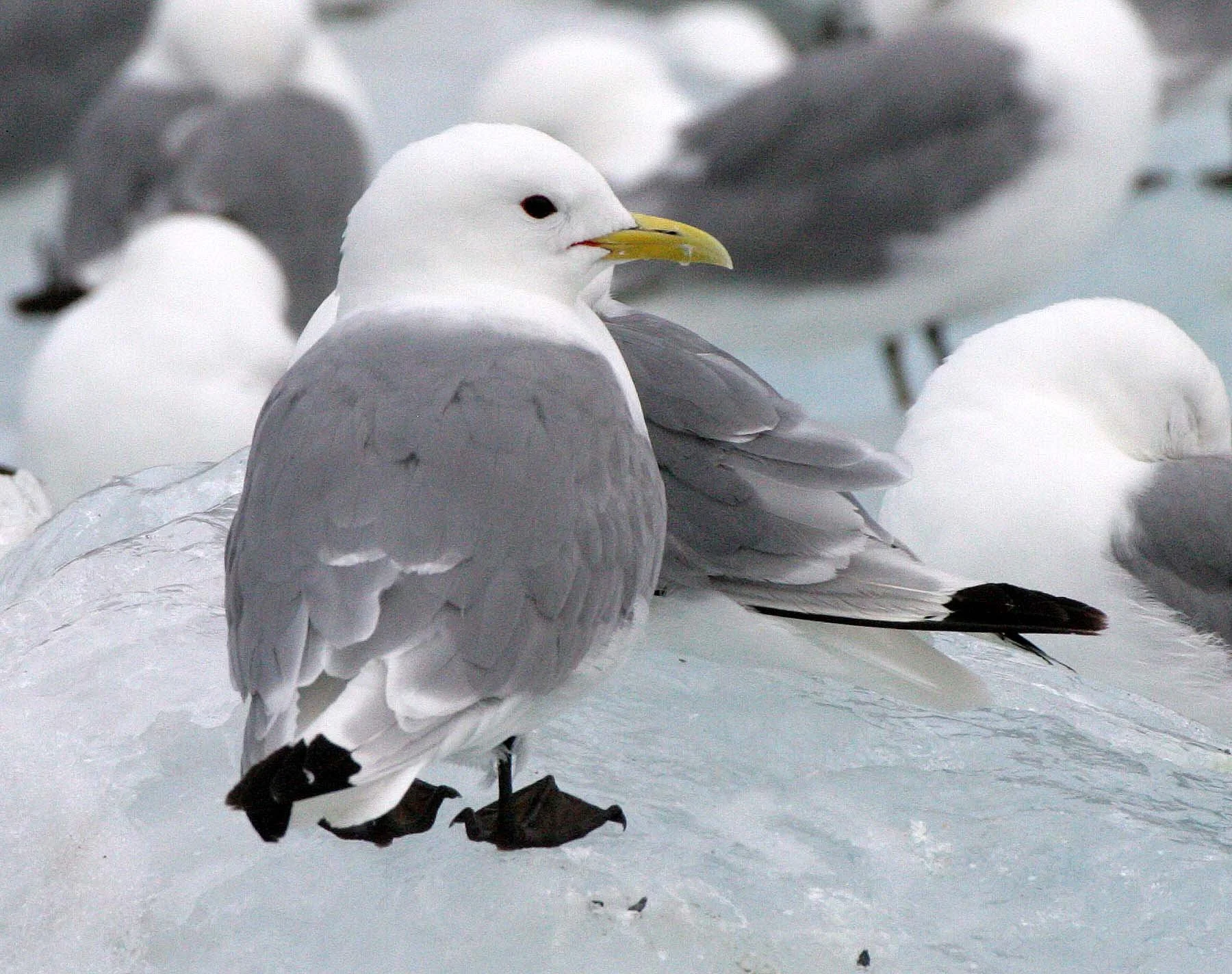 BIRD - KITTIWAKE - BLACK-LEGGED - SVALBARD (40).jpg