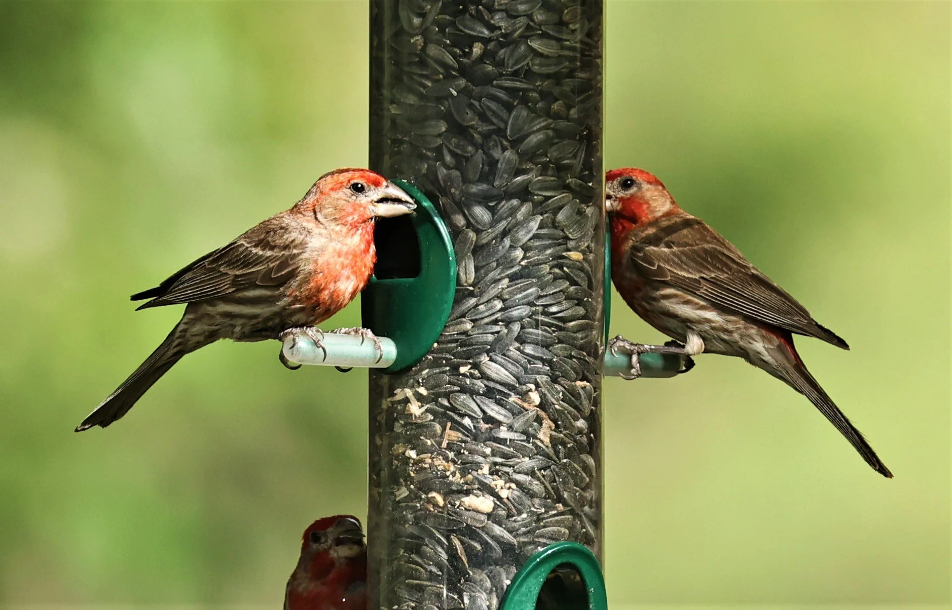 House Finch (Haemorhous mexicanus) Cave Creek Arizona (10).jpg