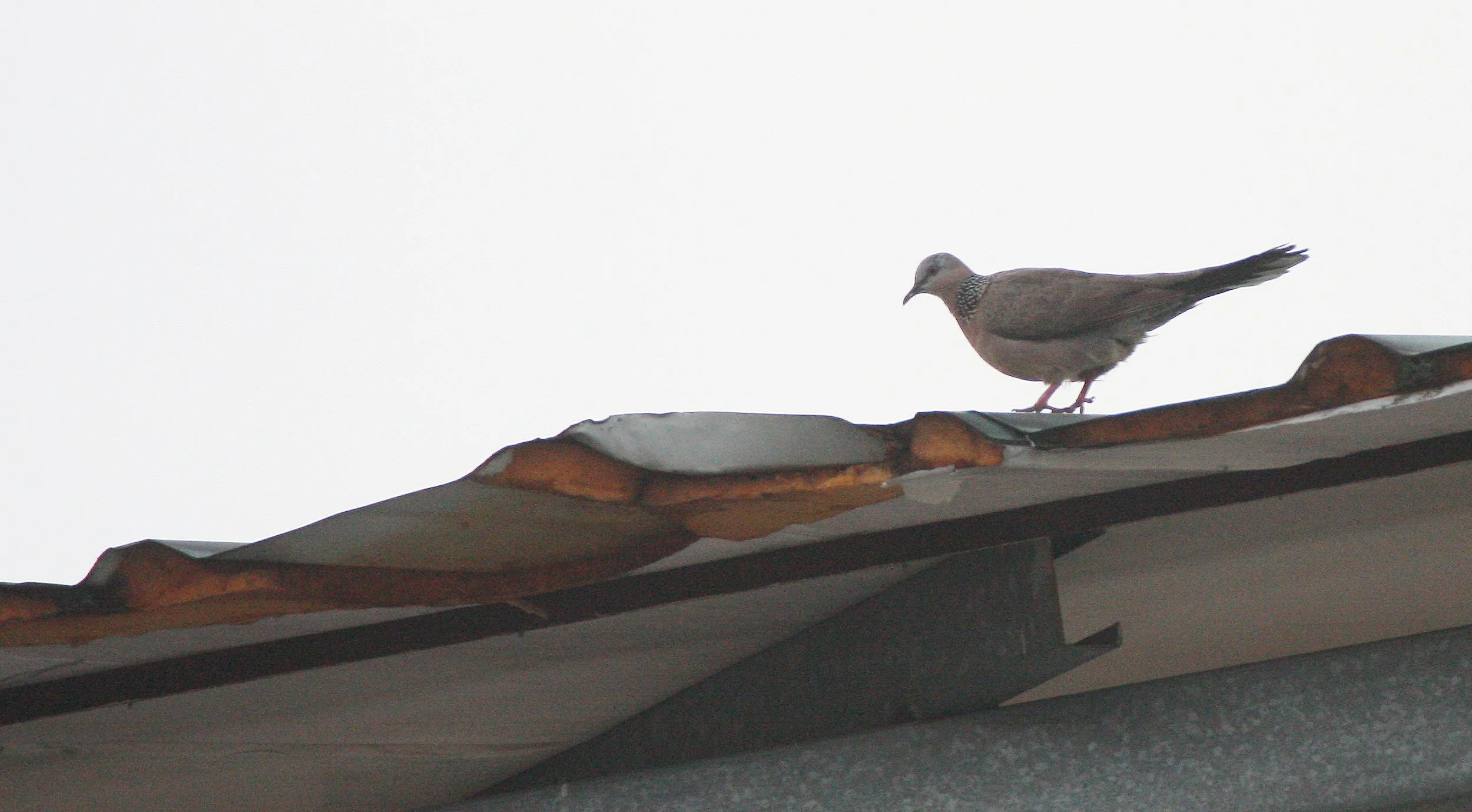 Spotted Dove (Spilopelia chinensis) Taipei Taiwan.JPG