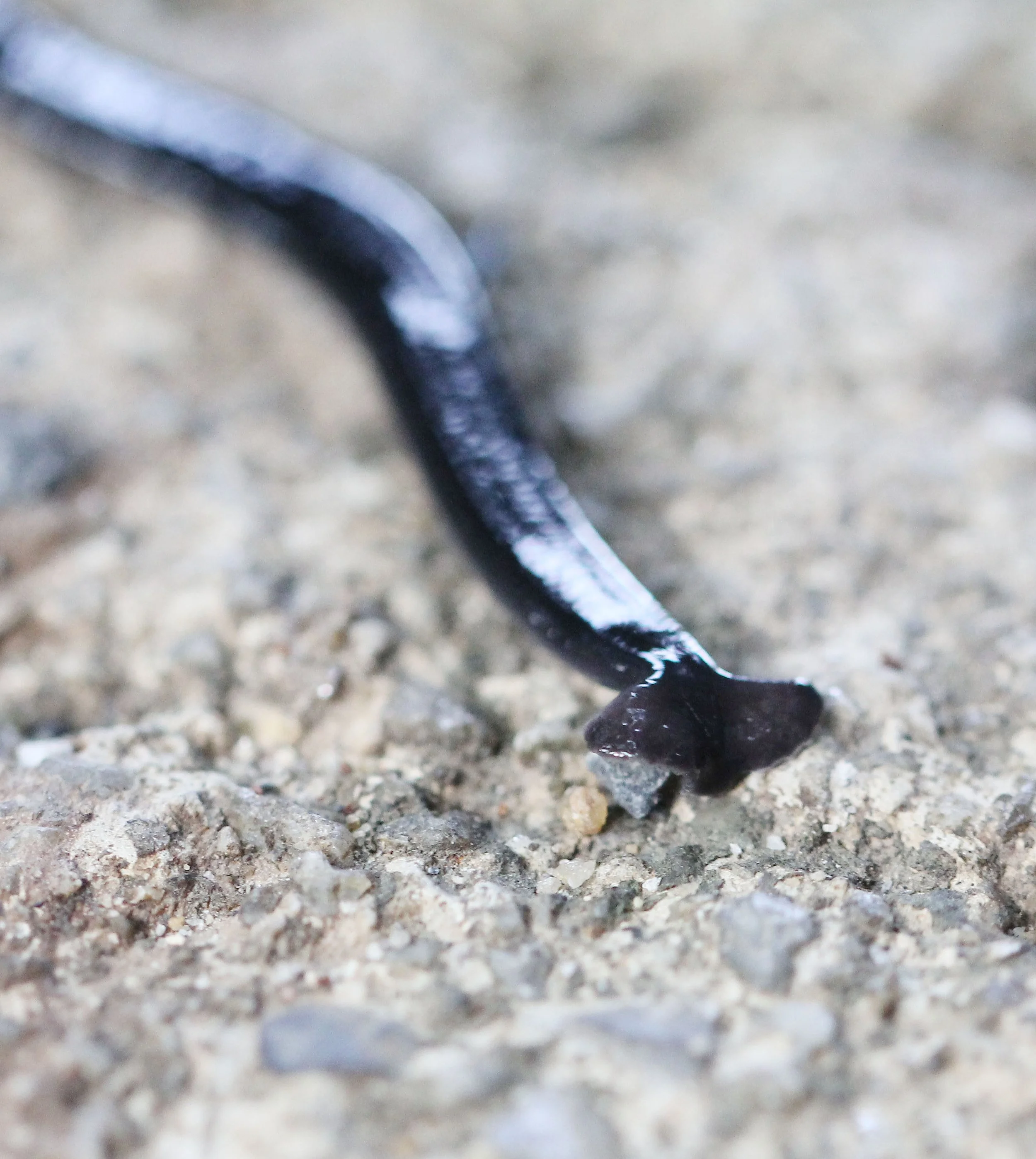 2015 Koh Lanta October Break Trip  (128).JPG