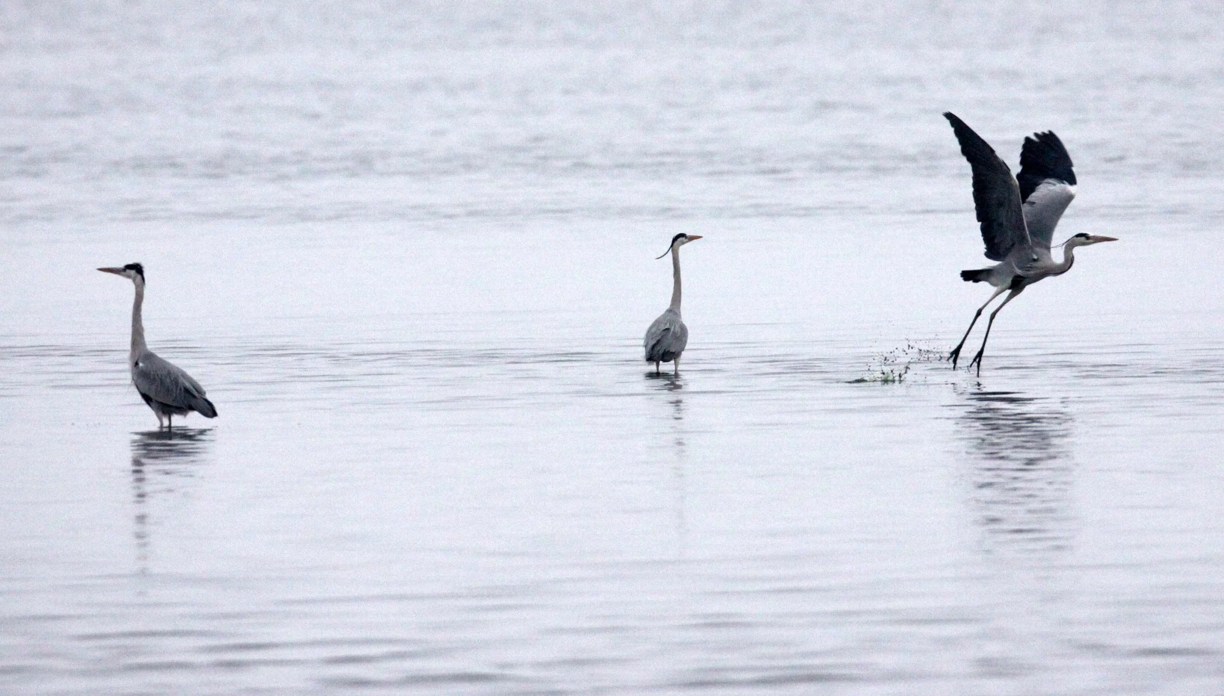 HERON - GREY HERON - Ardea cinerea - YANCHENG CHINA (7).JPG