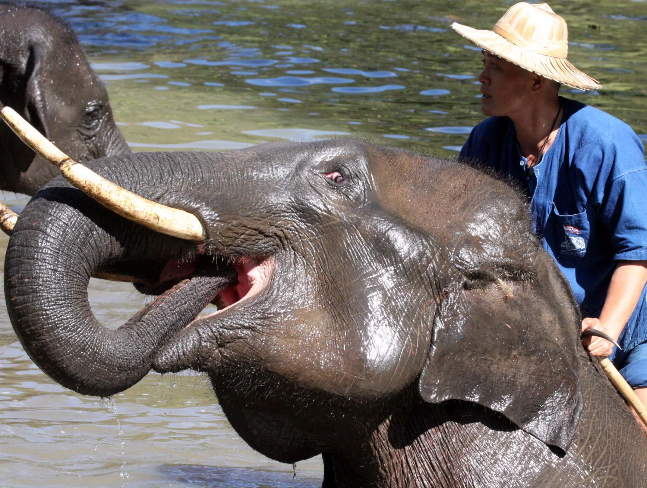 2008 Lampang City & Elephant Center (100).JPG