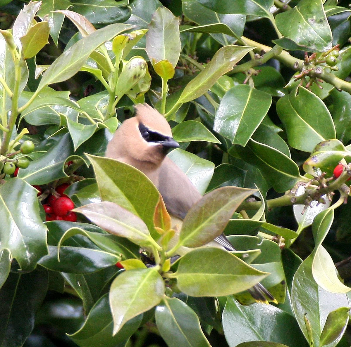 BIRD - WAXWING - CEDAR WAXWING - DUNGENESS SEQUIM WA (28).JPG