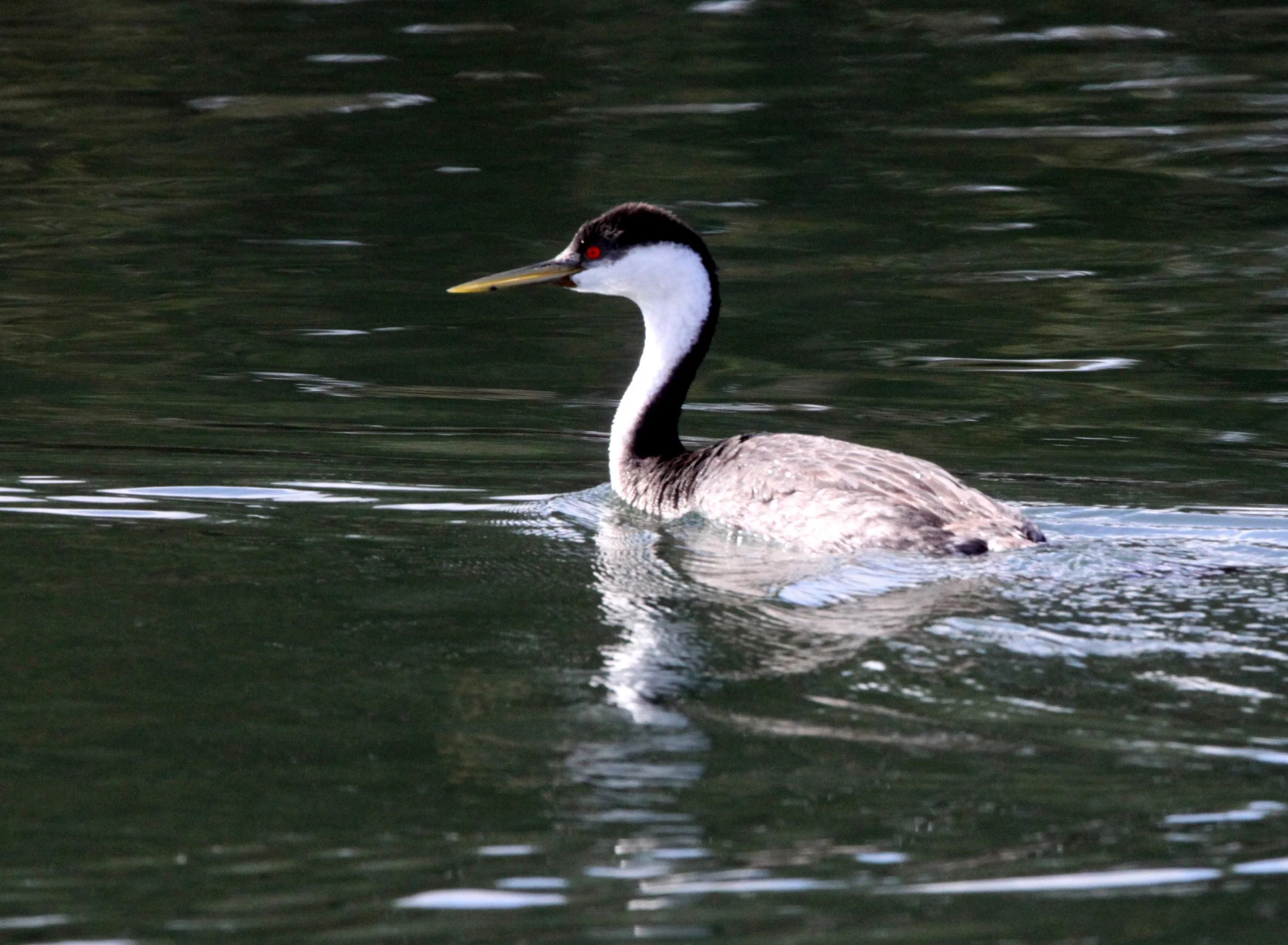 Western Grebe (Aechmophorus occidentalis) Elkhorn Slough WR California (5).JPG