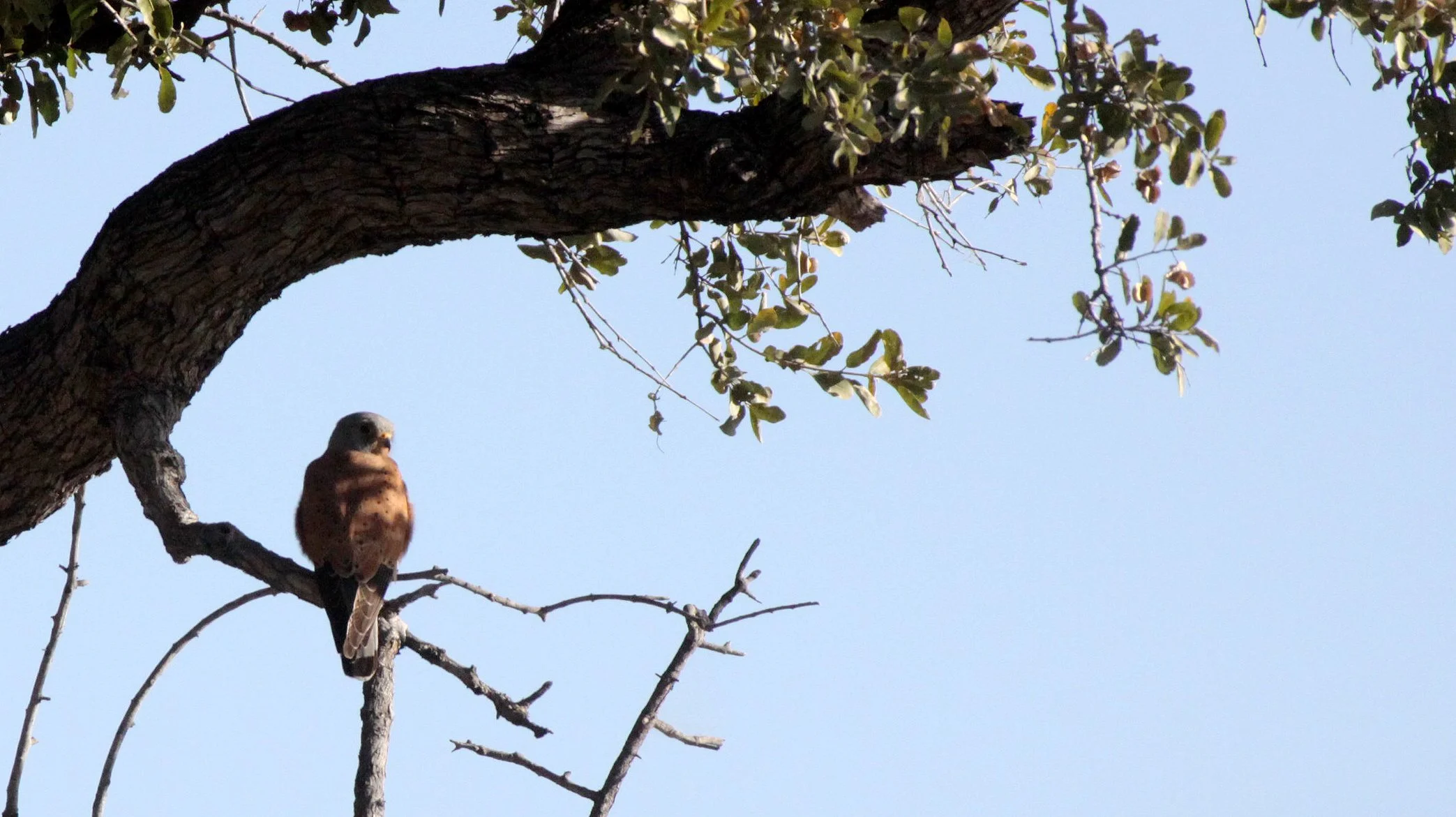 BIRD - KESTREL - ROCK KESTREL - FALCO RUPICOLIS - PLANET BAOBAB RESERVE KALAHARI.JPG