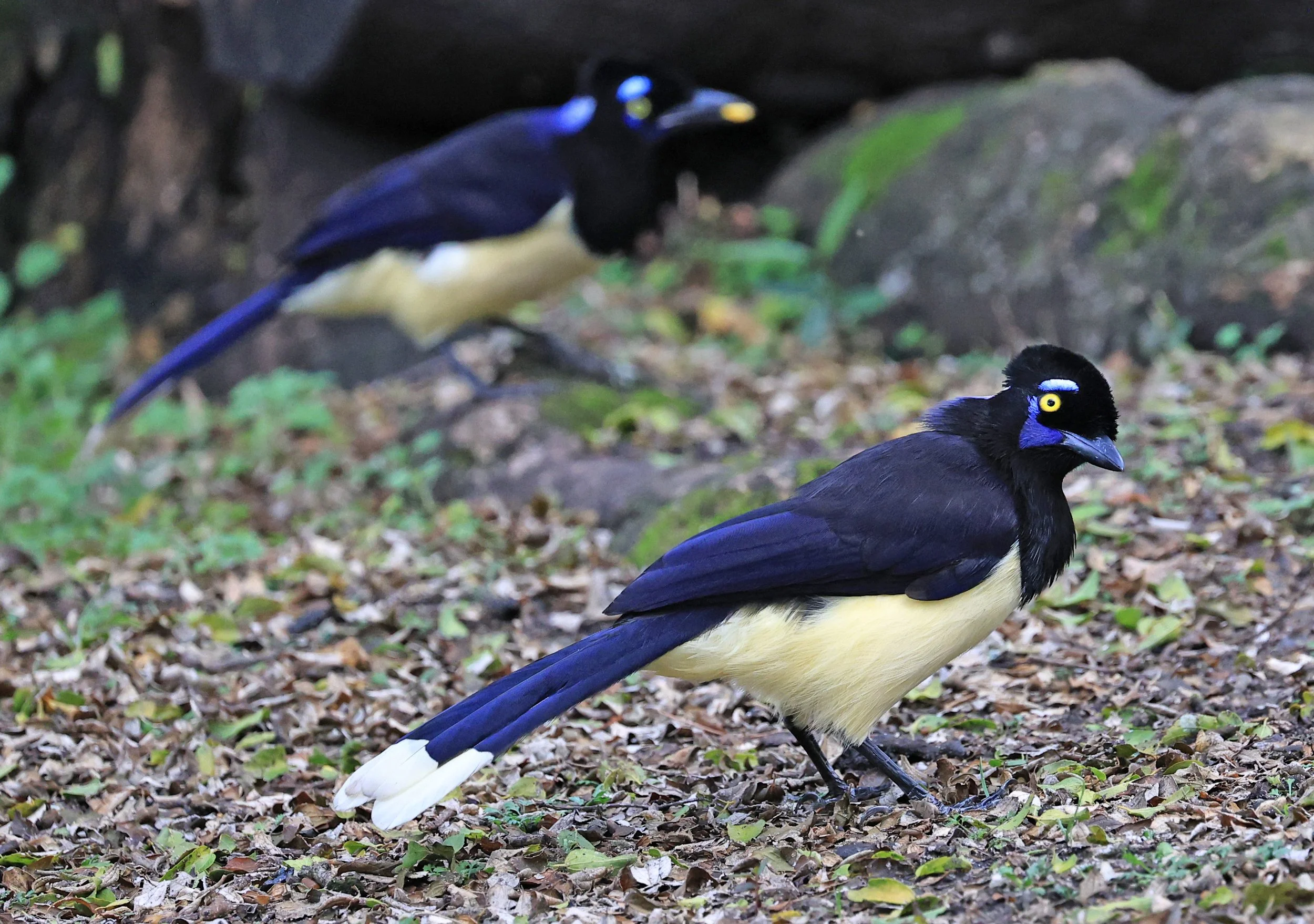 Plush-crested Jay (Cyanocorax chrysops) El Palmar National Park, Entre Rios, Argentina (53).jpg