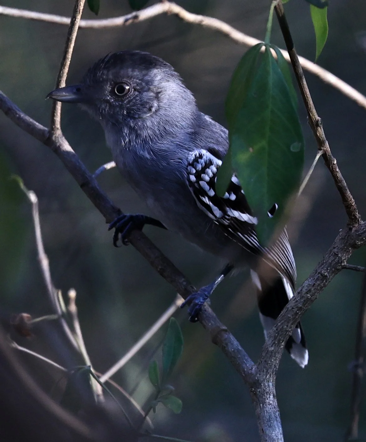 Bolivian Slaty-Antshrike (Thamnophilus sticturus) Agua Dulce Paraguay