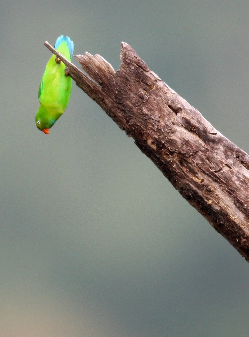 BIRD - PARROT - VERNAL HANGING PARROT - KAENG KRACHAN NP THAILAND (31).JPG