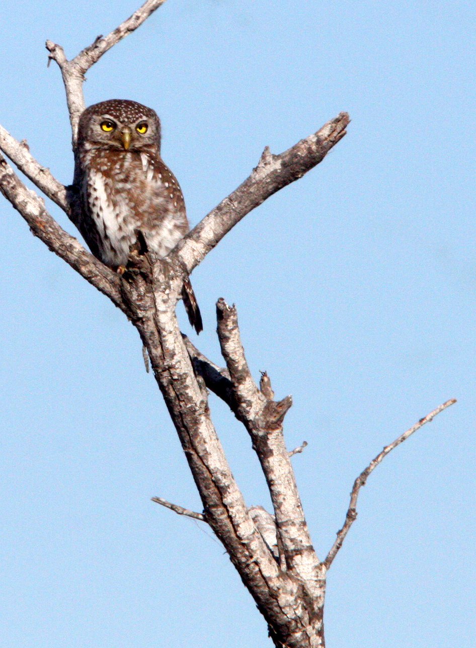Glaucidium perlatum - PEARL-SPOTTED OWL - KRUGER NATIONAL PARK SOUTH AFRICA (4).JPG
