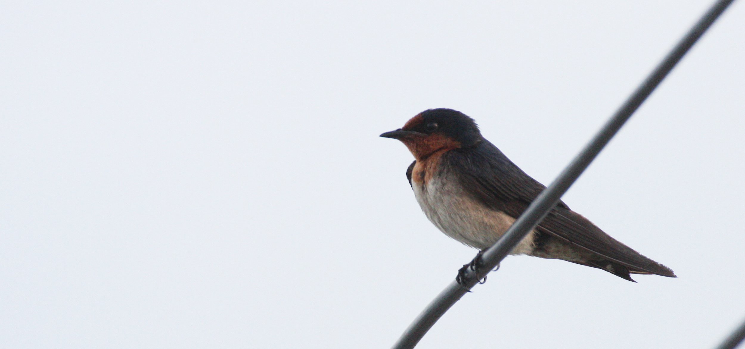 Pacific Swallow (Hirundo tahitica) Pak Nakhon Thailand (10).JPG