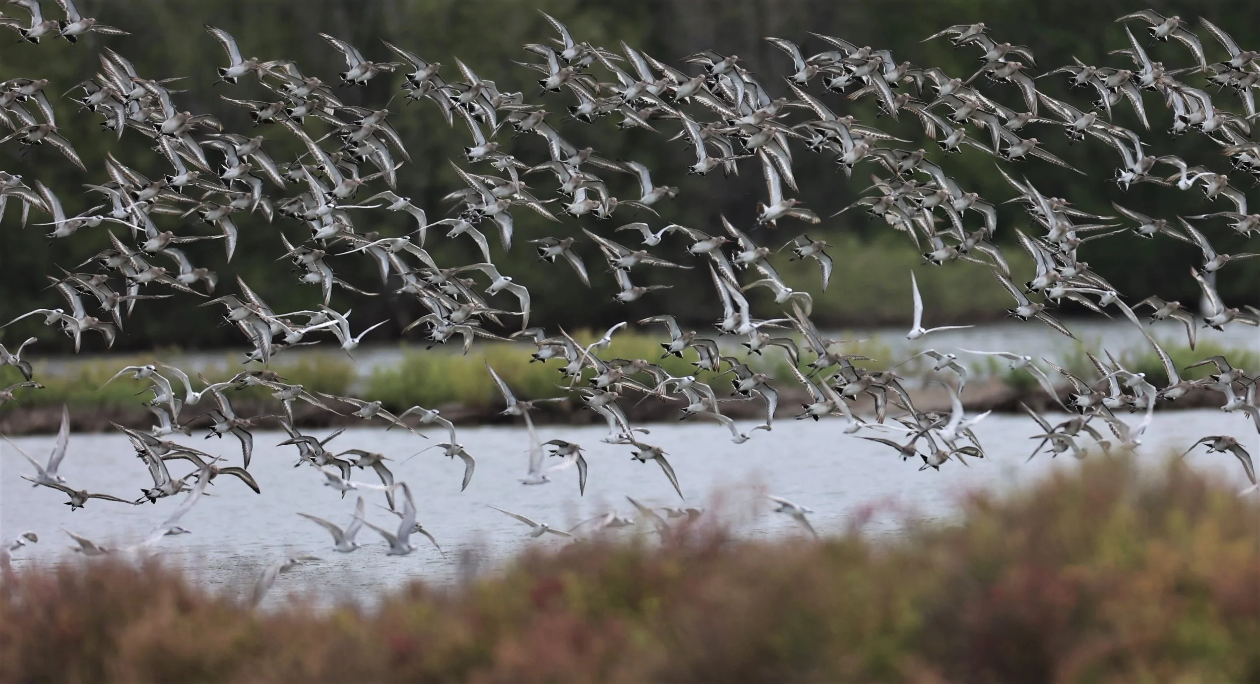GODWIT - BLACK-TAILED GODWIT - Limosa limosa - BANG PU MANGROVE FOREST 13 OCT 2021 (4).jpg