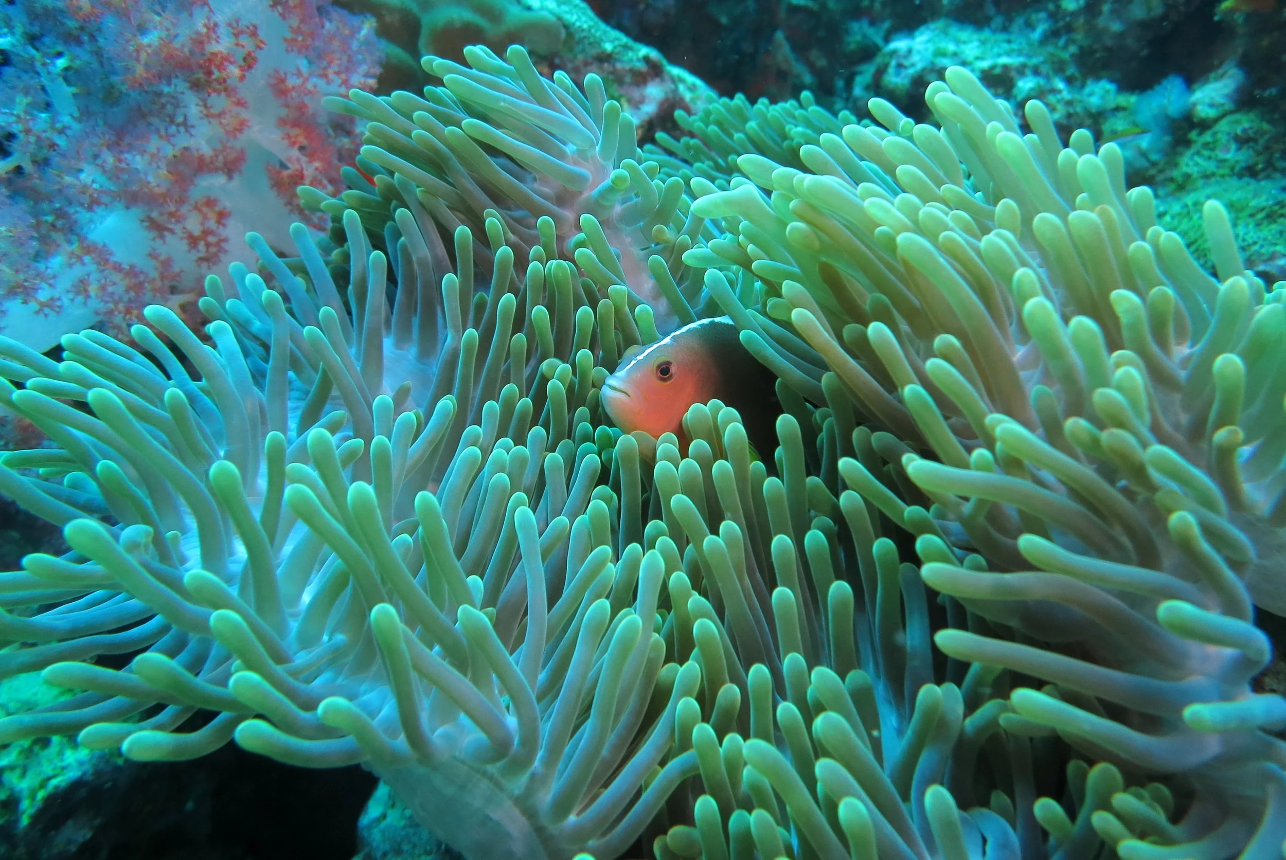 Pomacentridae - Amphiprion akallopisos - Nosestripe Clownfish - Similans Thailand (11).JPG