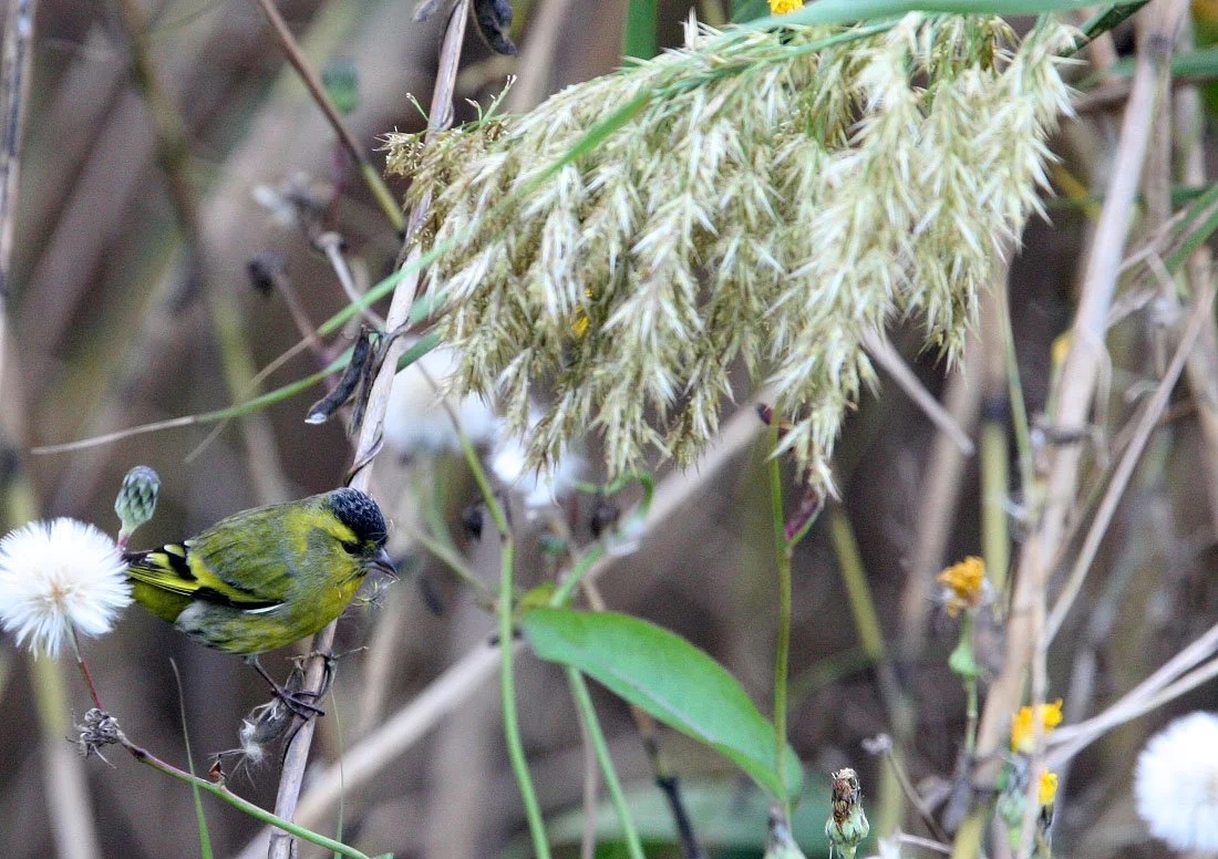 Eurasian Siskin (Spinus spinus) Nankou Rudong, China (2).JPG