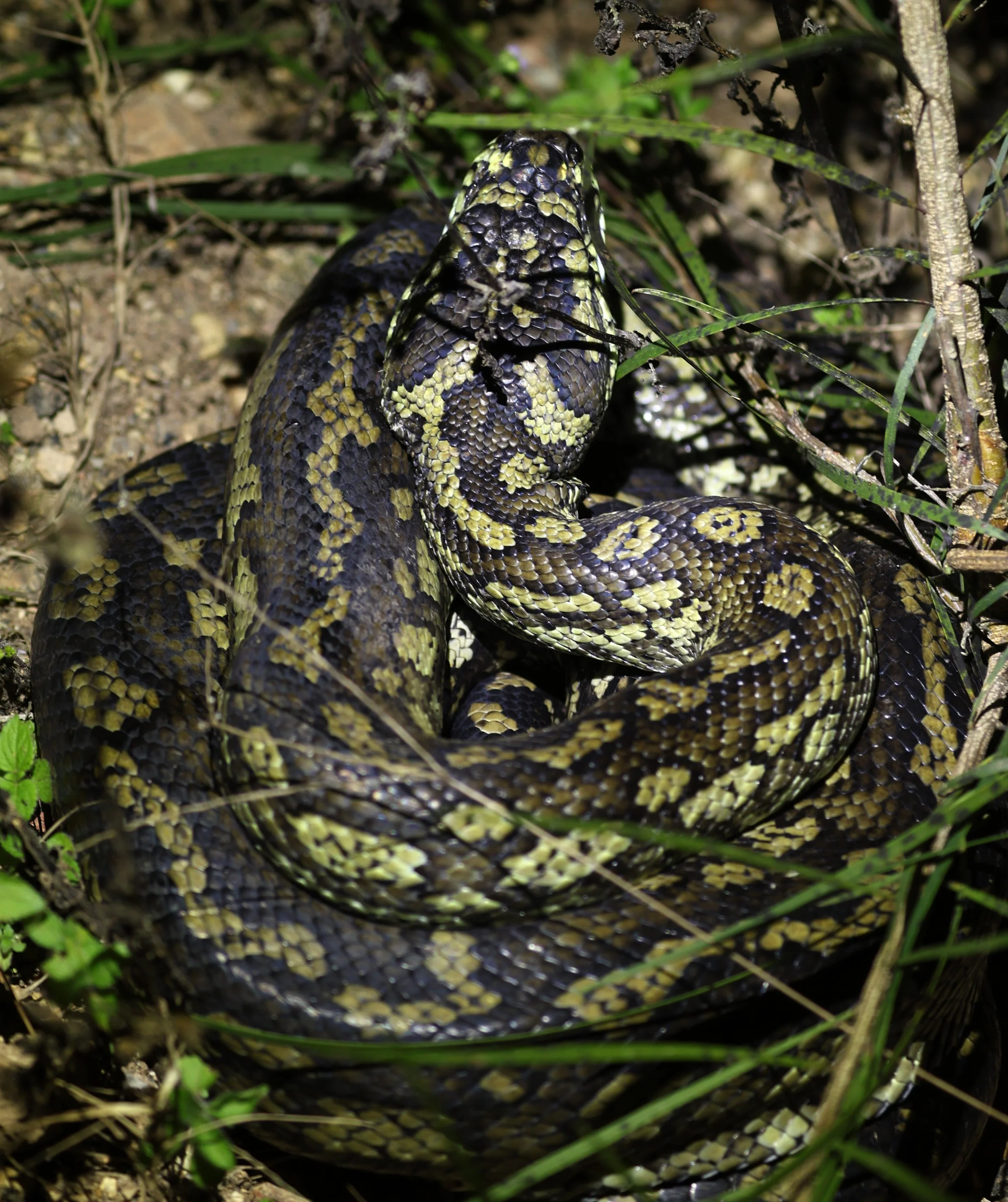 Carpet Python (Morelia spilota) Mount Hypipamee Crater NP & Vicinity - Queensland