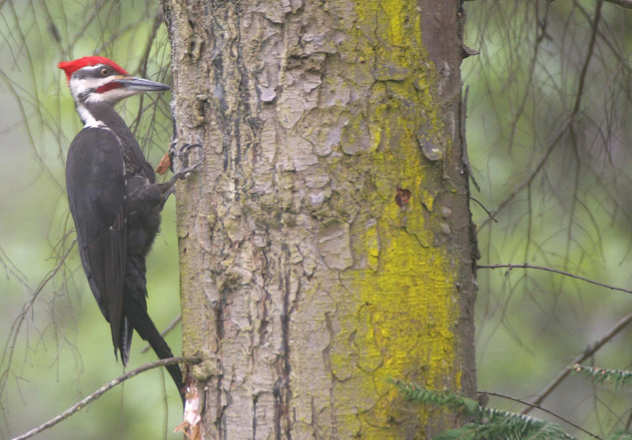 BIRD - WOODPECKER - PILEATED WOODPECKER - GASMAN (22).jpg