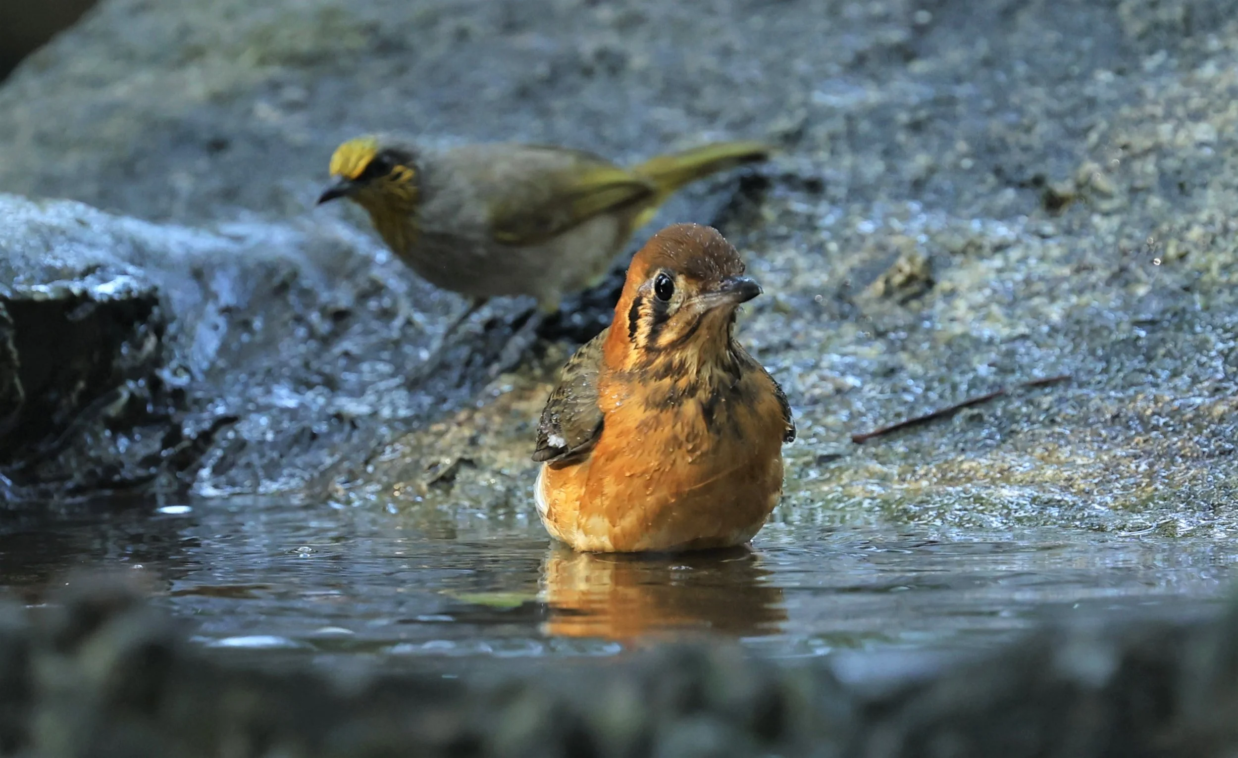 Orange-headed Thrush (Zoothera citrina) Wat Tham Prathum Chonburi Thailand (20).jpg
