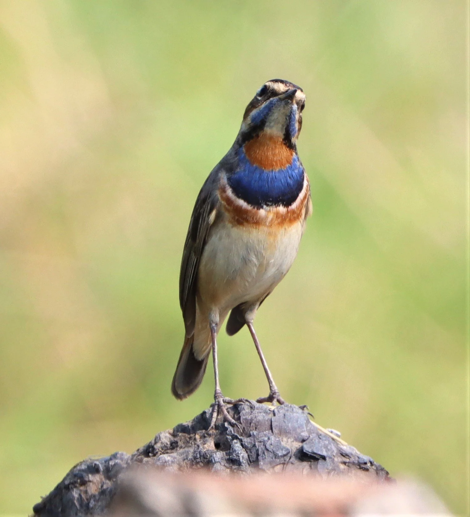 BLUETHROAT - Luscinia svecica - LAT KRABANG WETLANDS NEAR BKK (16).jpg