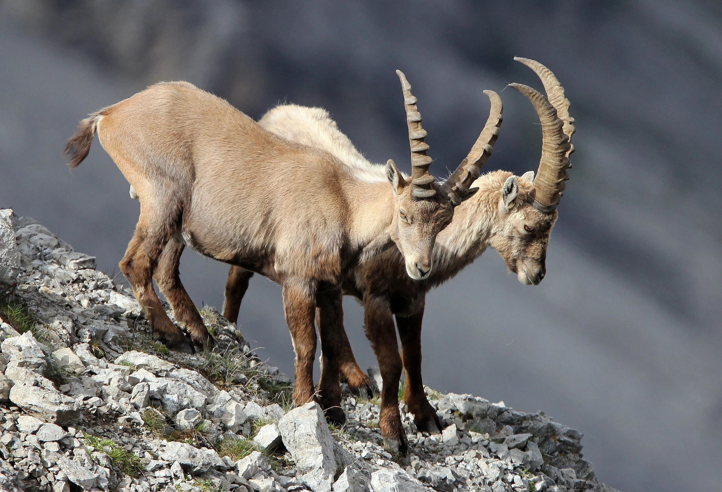 IBEX - ALPINE IBEX - Capra ibex - STELVIO NATIONAL PARK ITALY (159).JPG