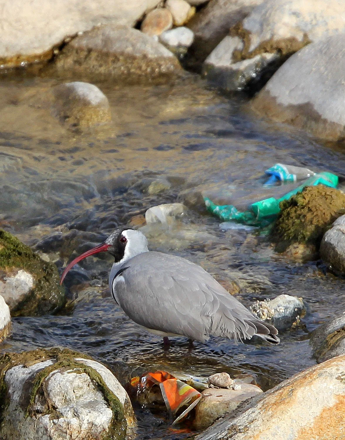 BIRD - IBISBILL - FOPING CITY, SHAANXI CHINA (12).JPG