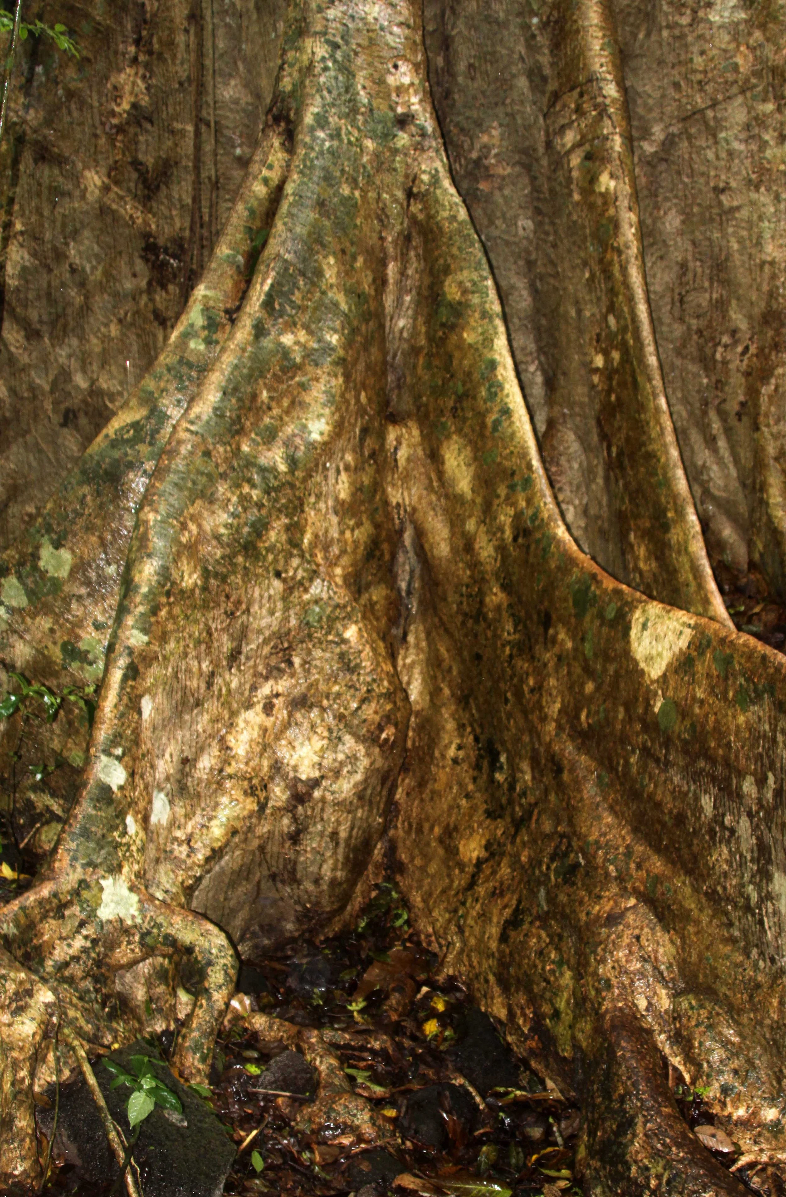 CAT TIEN NATIONAL PARK VIET NAM.JPG