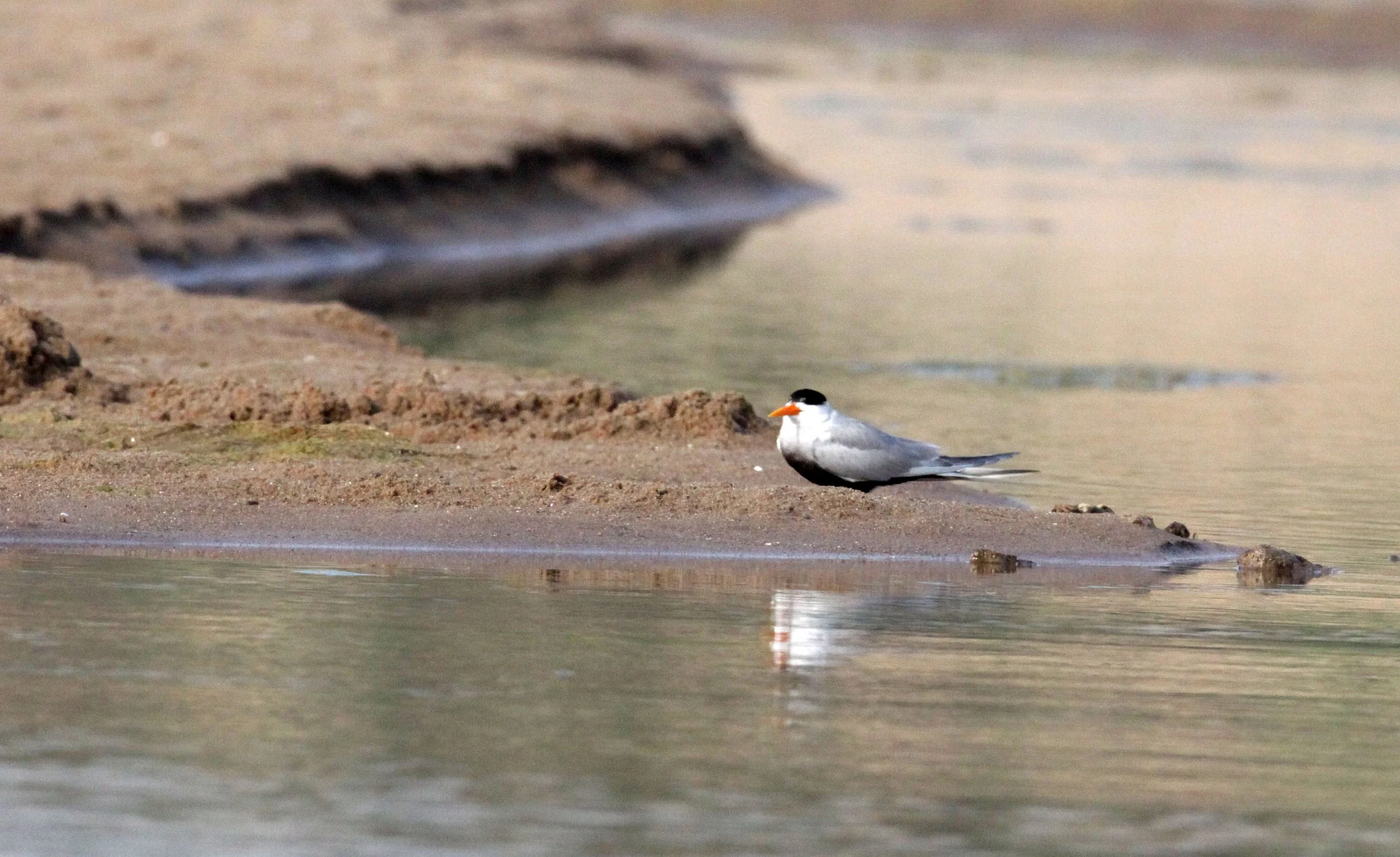 BIRD - TERN - BLACK-BELLIED TERN - CHAMBAL RIVER SANCTUARY INDIA (5).JPG