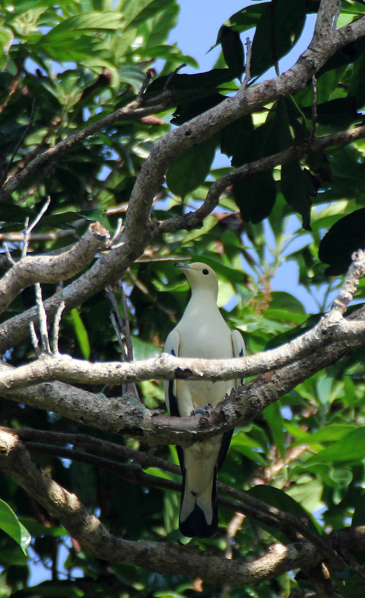 Pied Imperial-Pigeon (Ducula bicolor) Similan Islands Marine Park Thailand (11).JPG