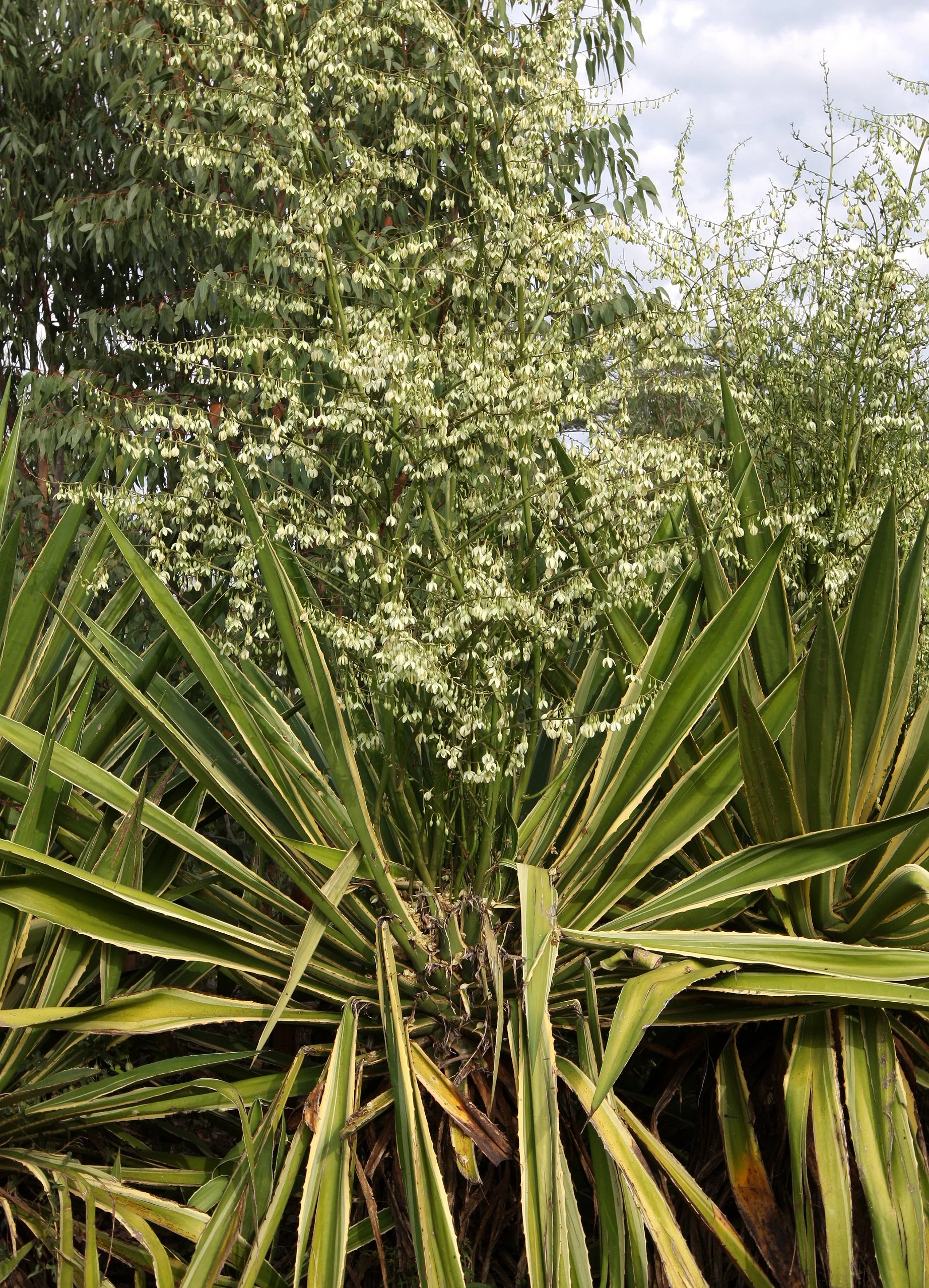 PLANT - AGAVE SISLANA - SISAL PLANTATION - BERENTY MADAGASCAR (4).JPG